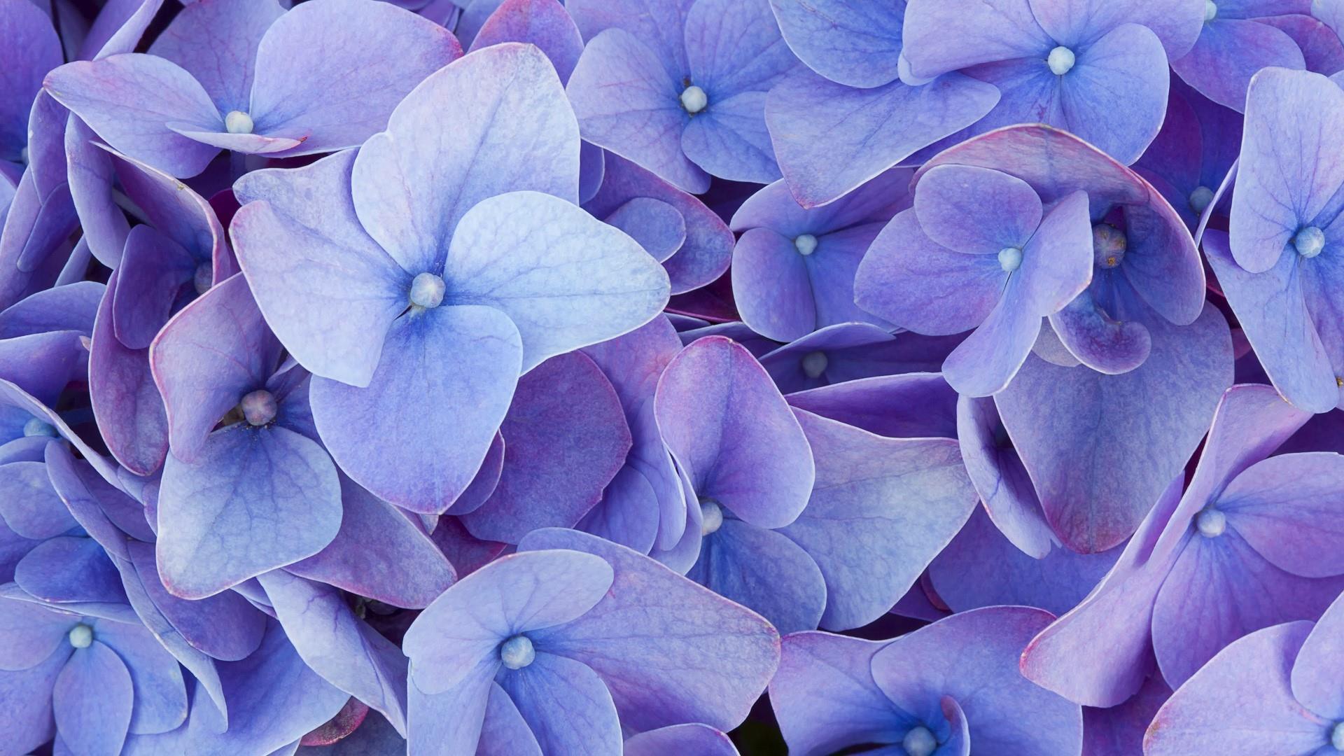 1920x1080 Hydrangea Wallpaper 4 X 1080