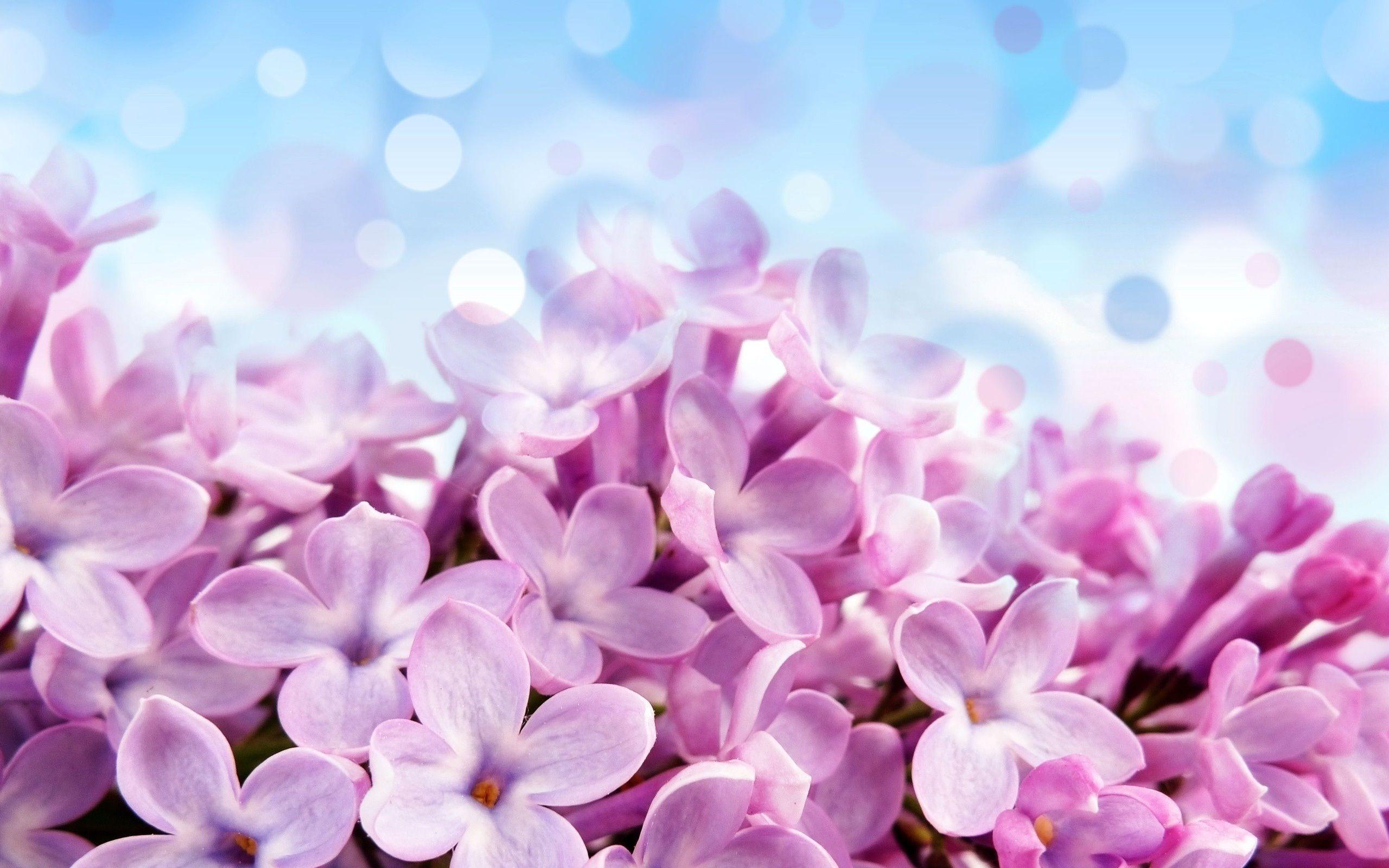 2560x1600 Hydrangea Wallpaper 18 X 1600