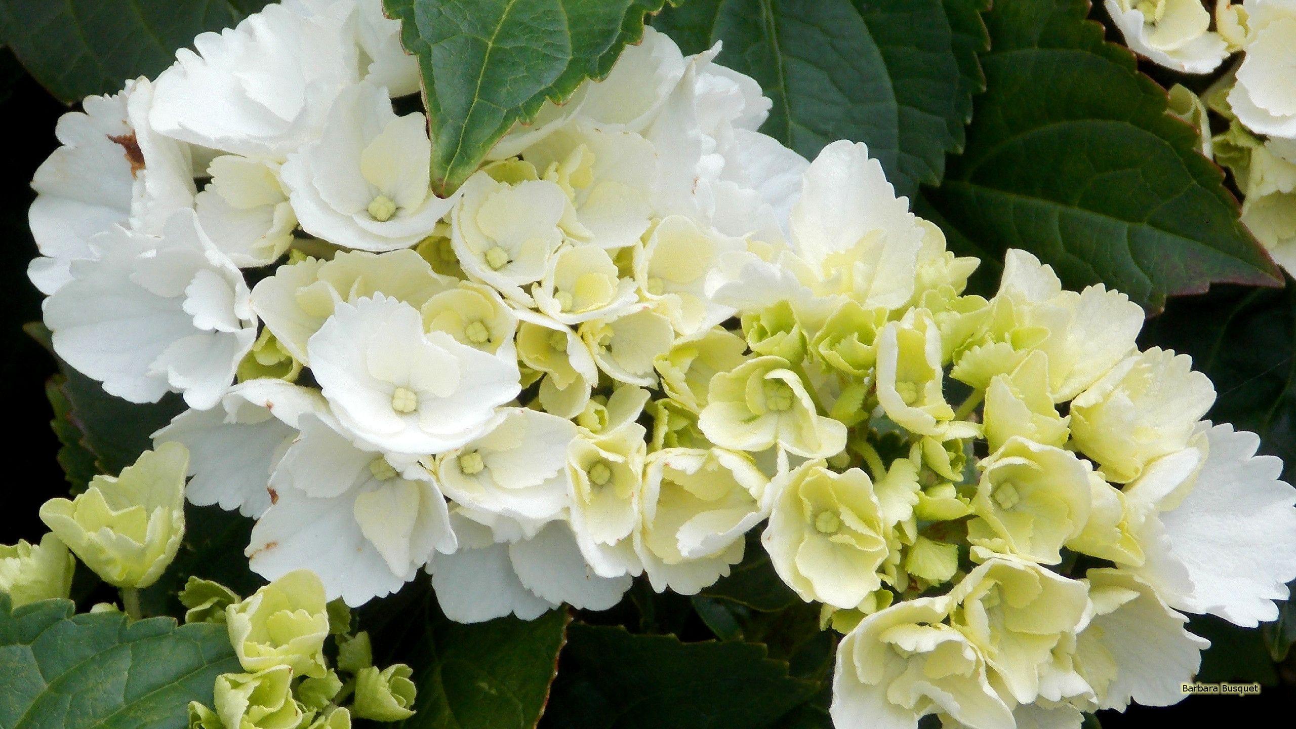 Hydrangea Wallpapers - Top Free Hydrangea Backgrounds - WallpaperAccess