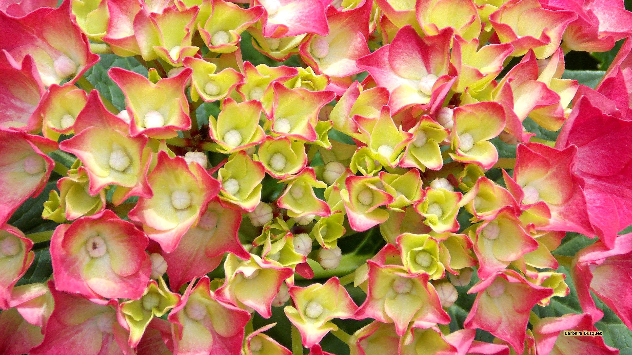 2560x1440 Pink white hydrangea wallpaper. Barbaras HD Wallpaper
