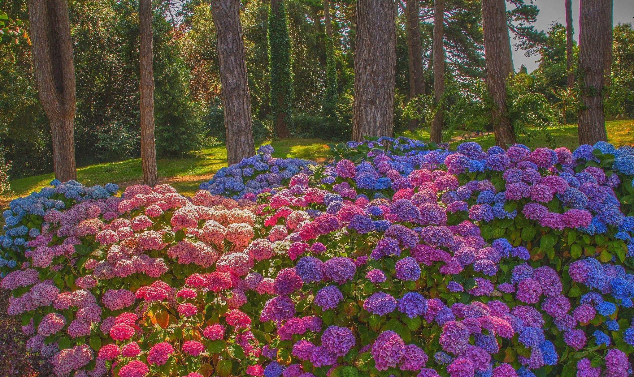 2048x1219 Hydrangea HD Wallpaper and Background Image