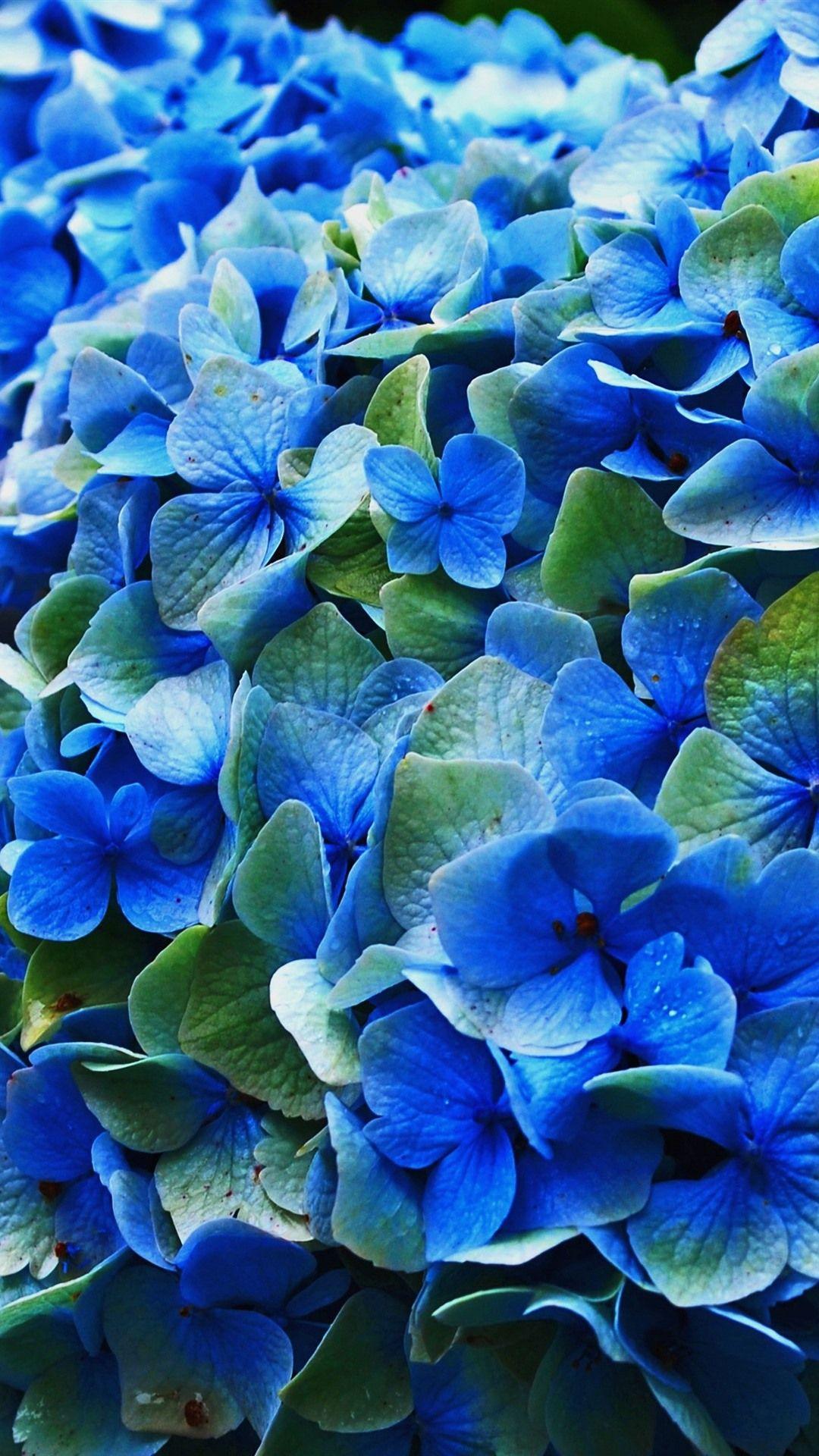 Hydrangea Wallpapers Top Free Hydrangea Backgrounds WallpaperAccess