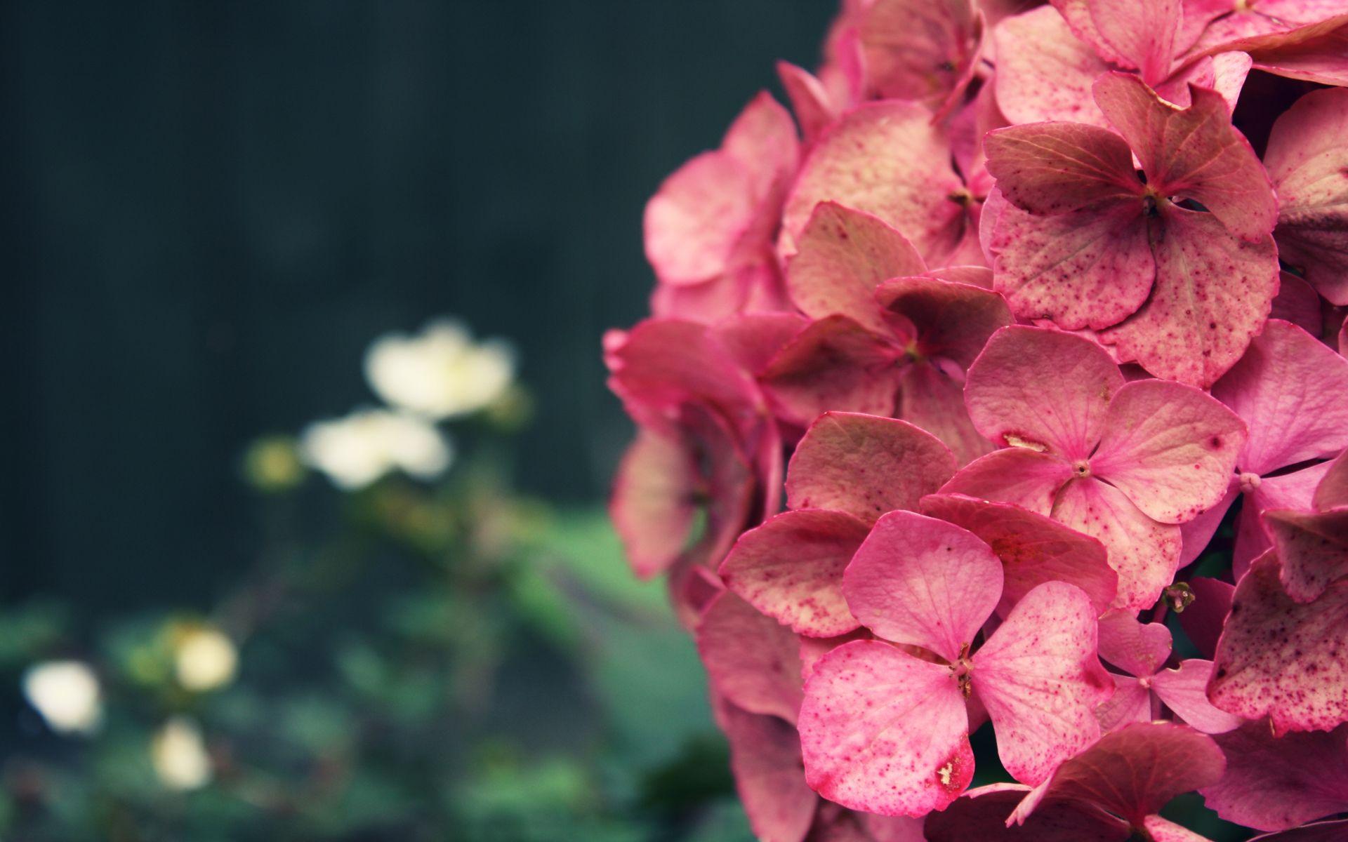 1920x1200 Pink Hydrangea Flowers & Nature Background