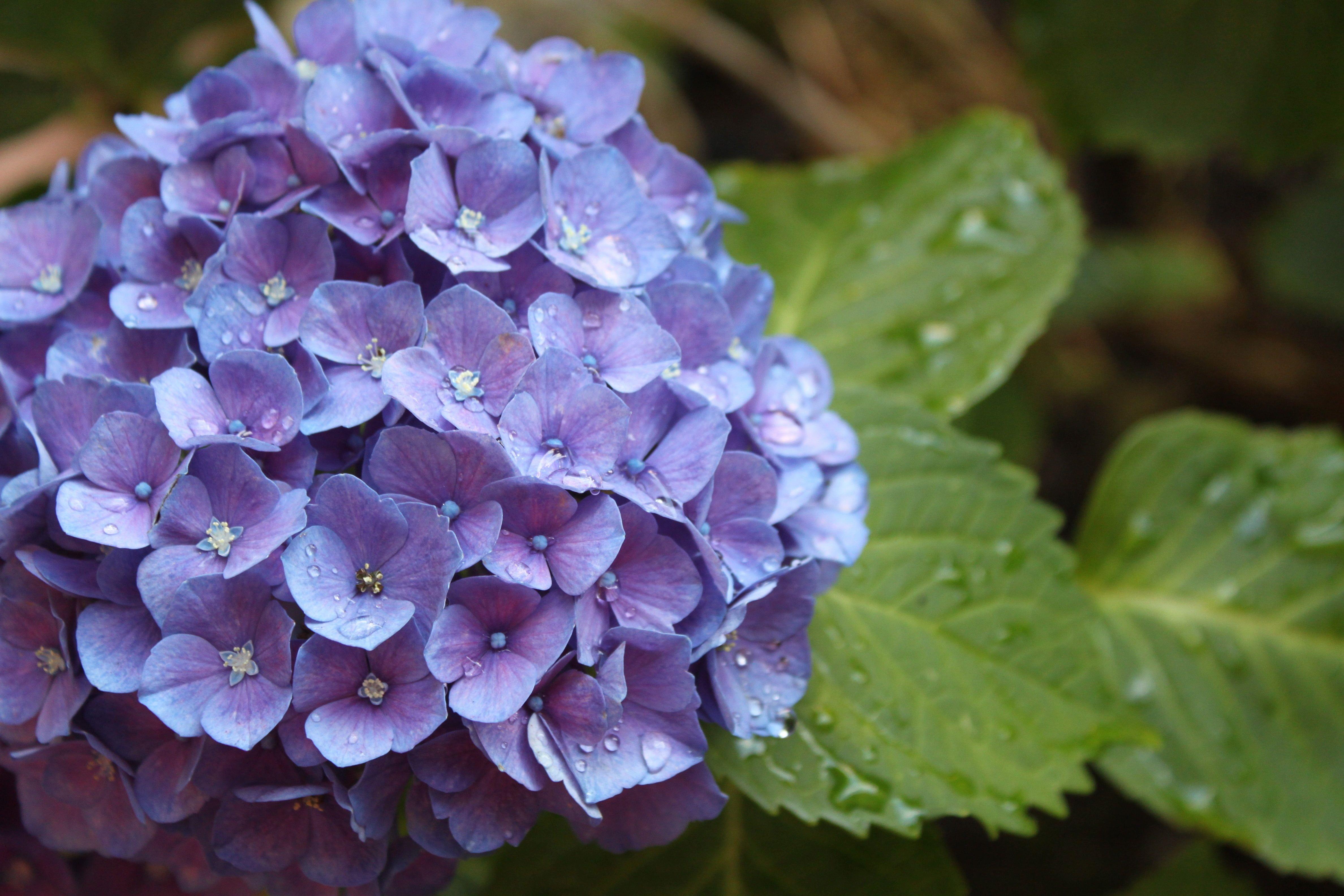 Purple Hydrangea Wallpapers - Top Free Purple Hydrangea Backgrounds