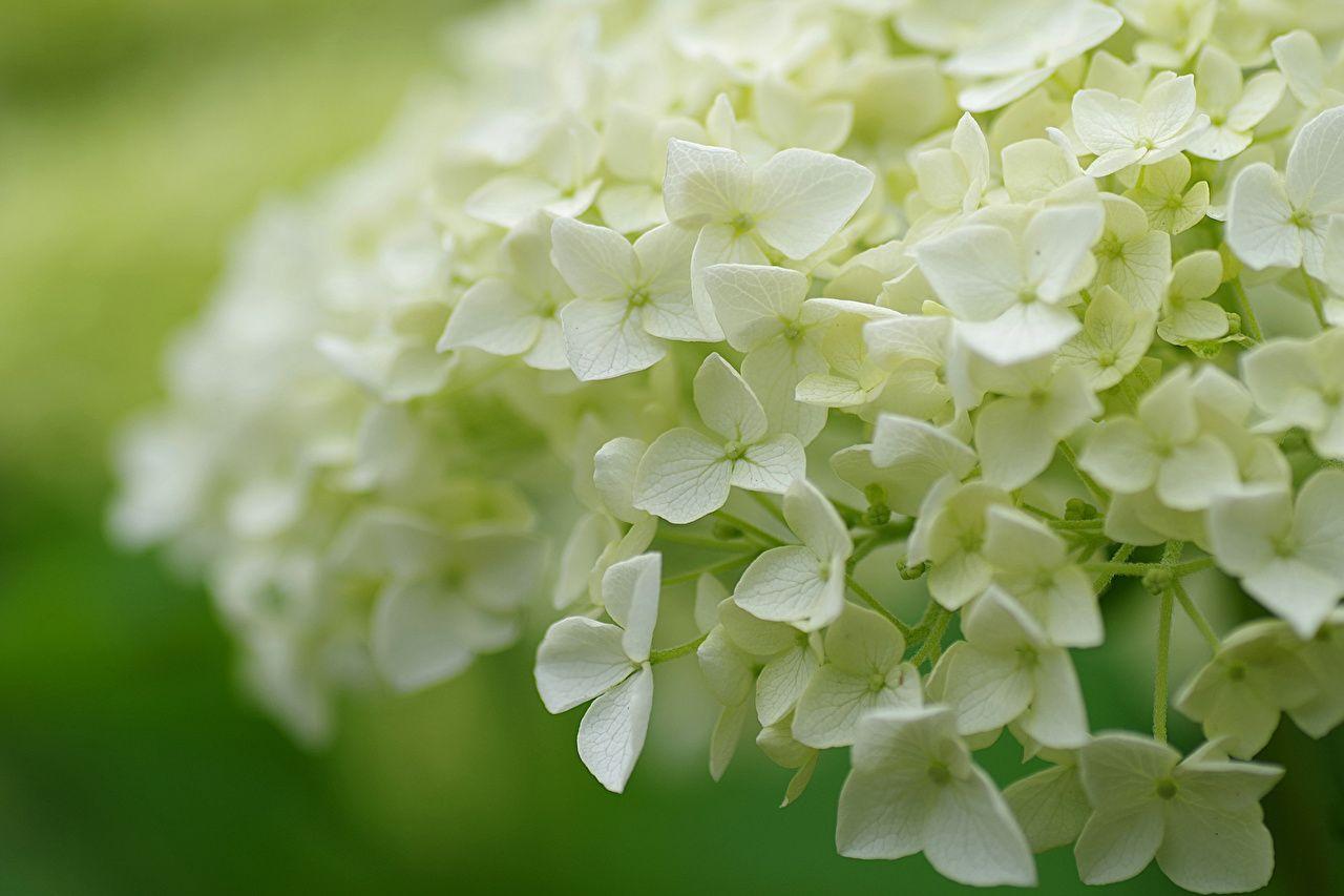1280x853 Desktop Wallpaper White flower Hydrangea Closeup