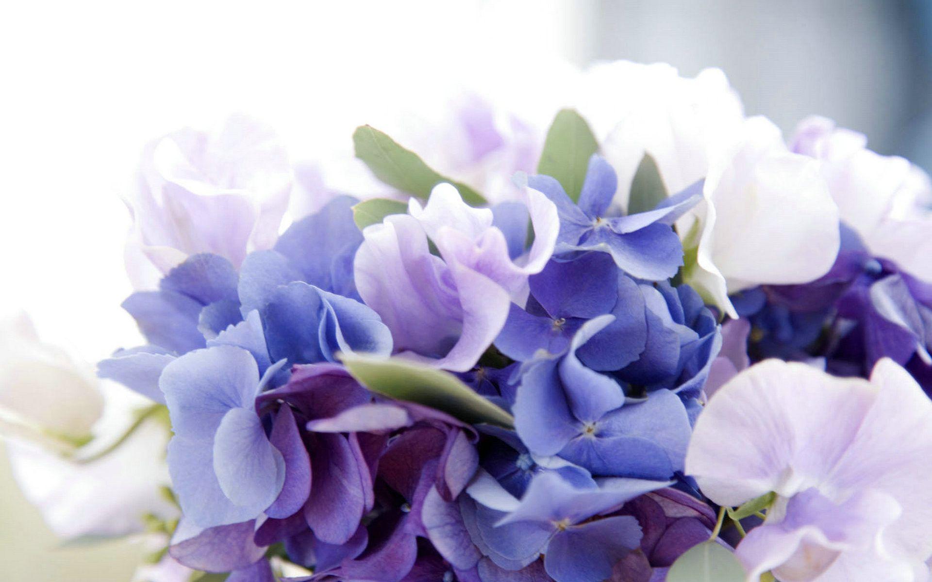 1920x1200 Hydrangea Background (the best image in 2018)