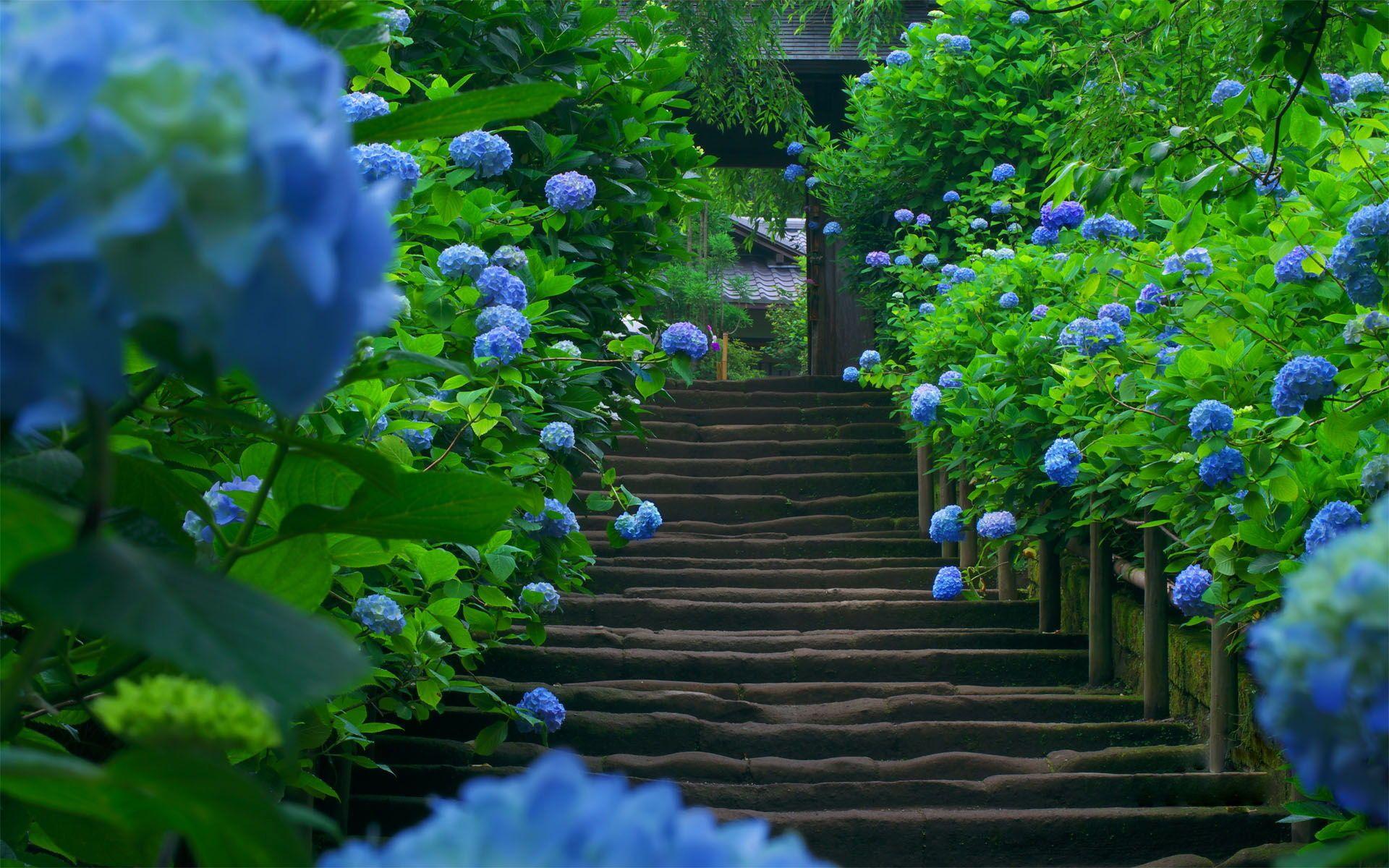 1920x1200 Hydrangea Wallpaper