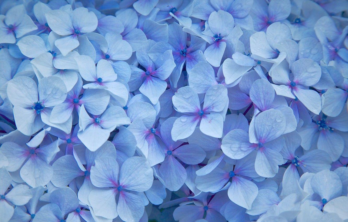 1332x850 Wallpaper flowers, droplets, petals, blue, Hydrangea image