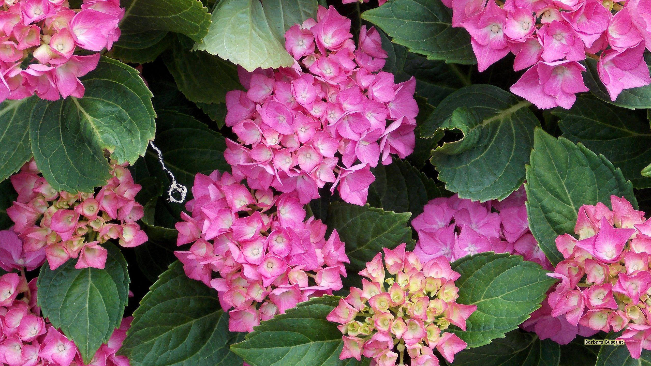2560x1440 Pink hortensia wallpaper. Barbaras HD Wallpaper