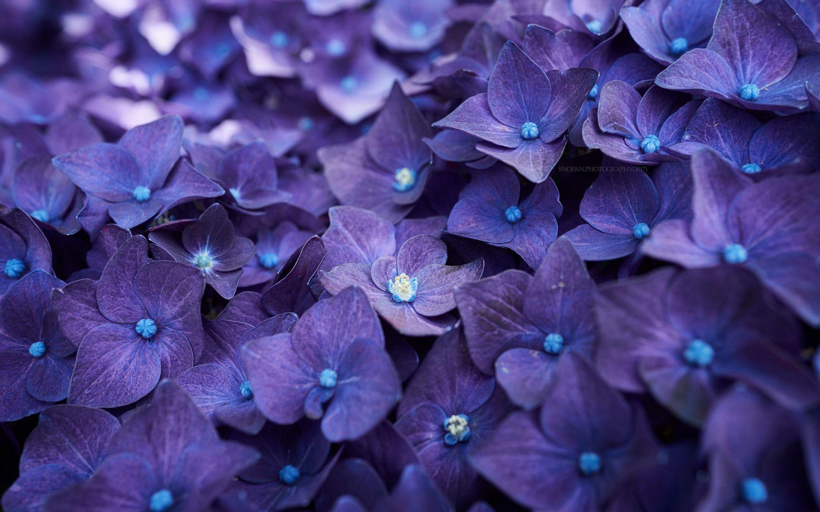 1680x1050 Hydrangea Violet Flowers 1680x1050 Resolution HD