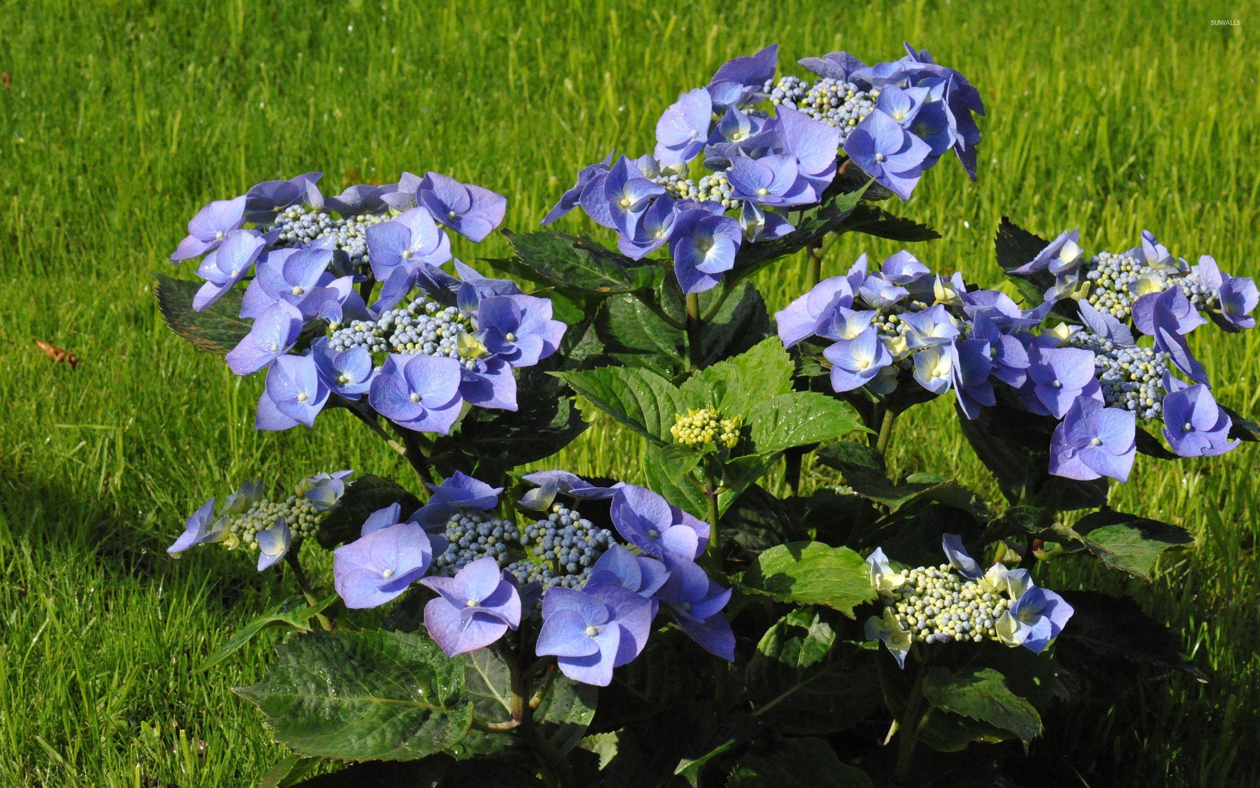 2560x1600 Hydrangea [9] wallpaper wallpaper