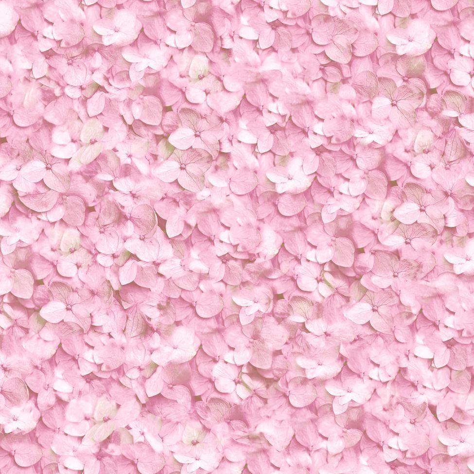 975x975 Pink Hydrangea Wallpaper