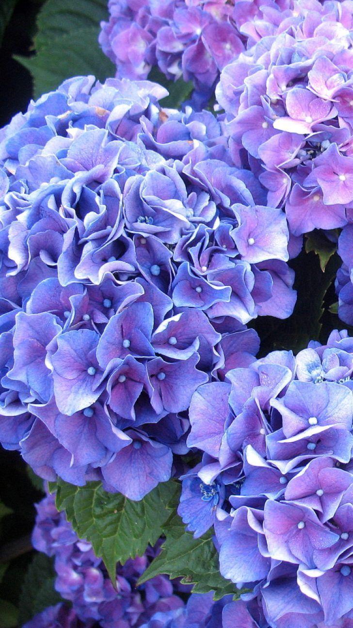 728x1294 hydrangea wallpaper background