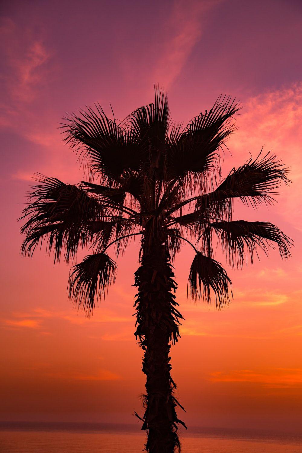 1000x1500 Coachella best free coachella, palm tree, palm