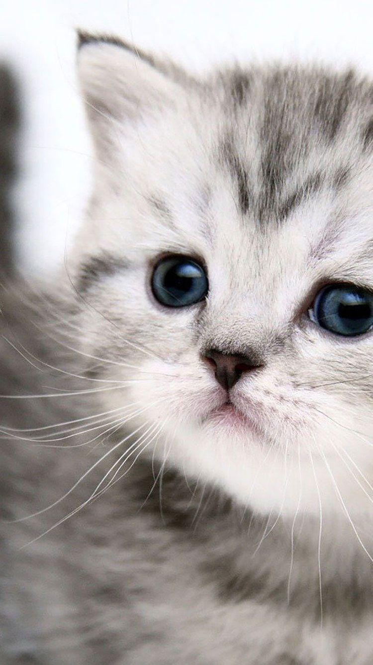 Cute Cat Iphone Wallpapers Top Free Cute Cat Iphone Backgrounds Wallpaperaccess