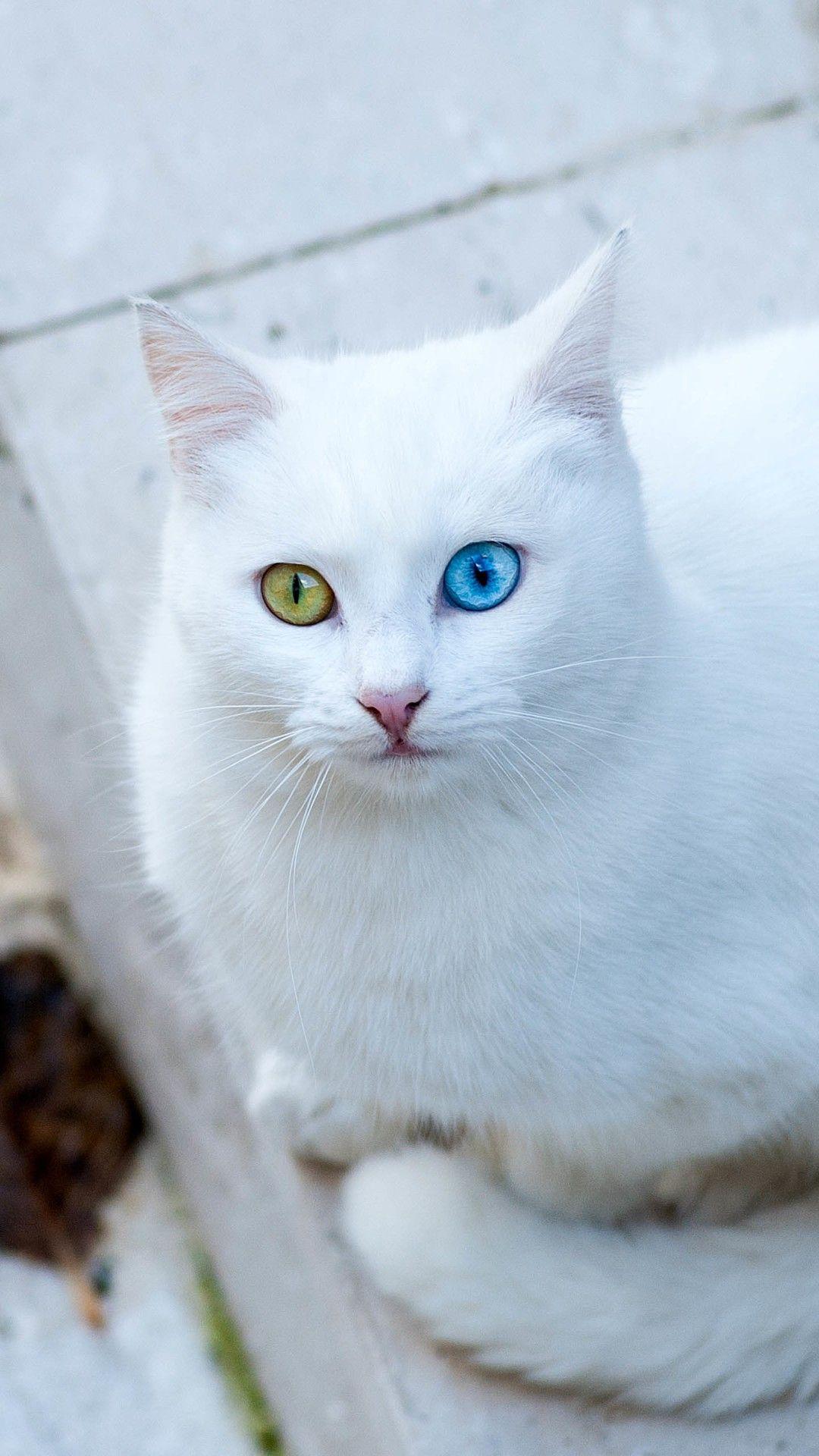 white cat hd