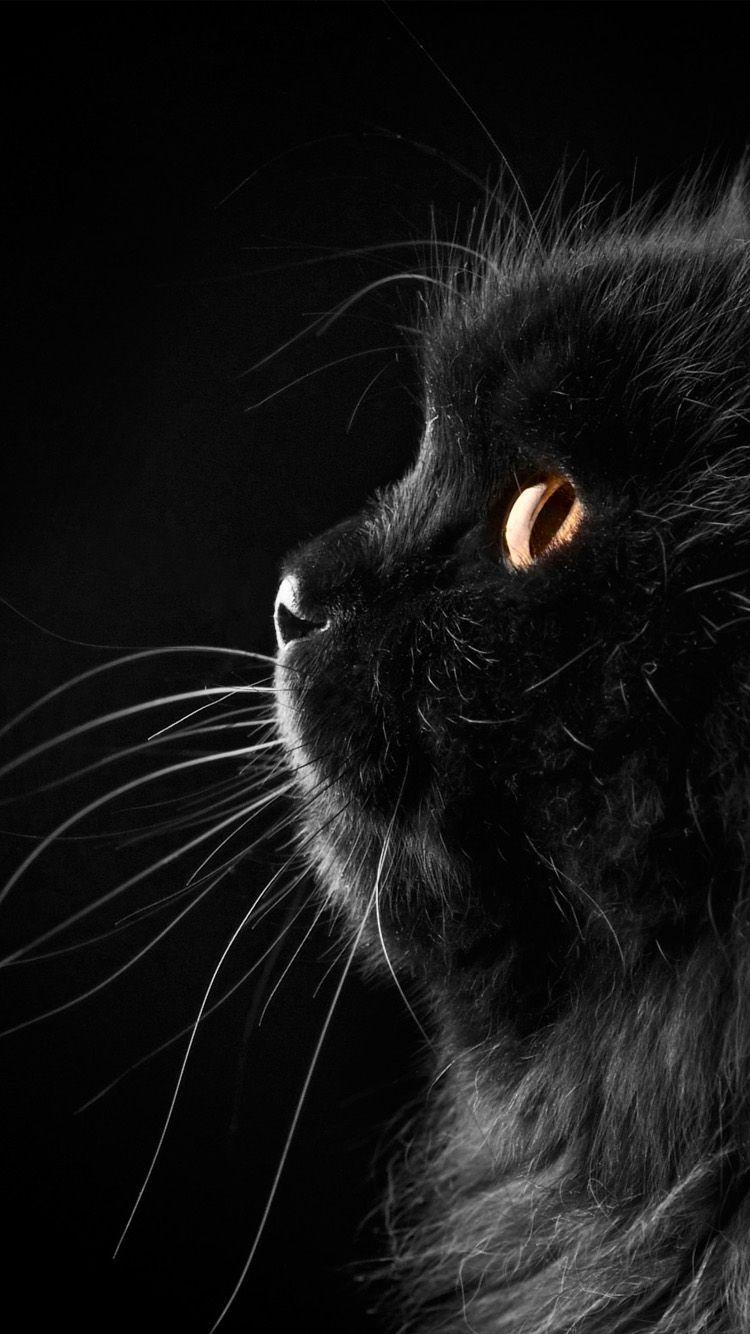 Download Aesthetic Half Shot Black Cat iPhone Wallpaper  Wallpaperscom