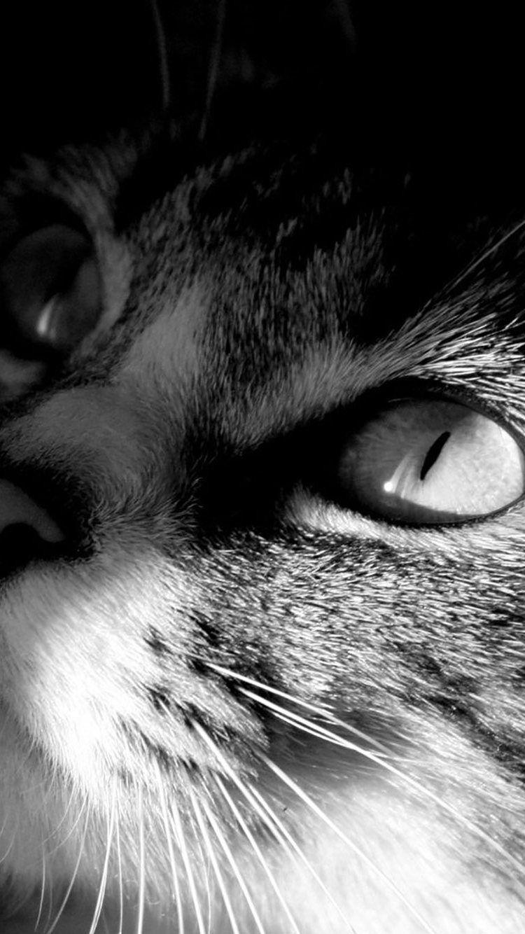 Cat iPhone Wallpapers - Top Free Cat iPhone Backgrounds - WallpaperAccess