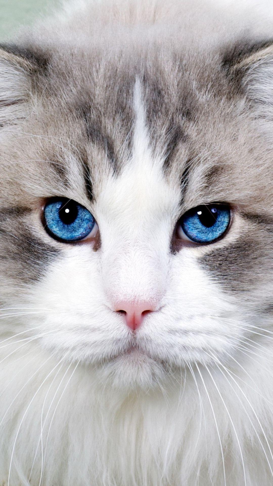 1080x1920 cat iphone wallpaper HD