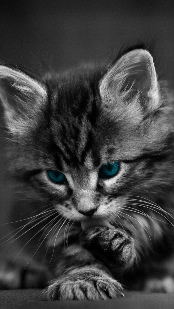 728x1295 Wallpaper: Cat iPhone Wallpaper