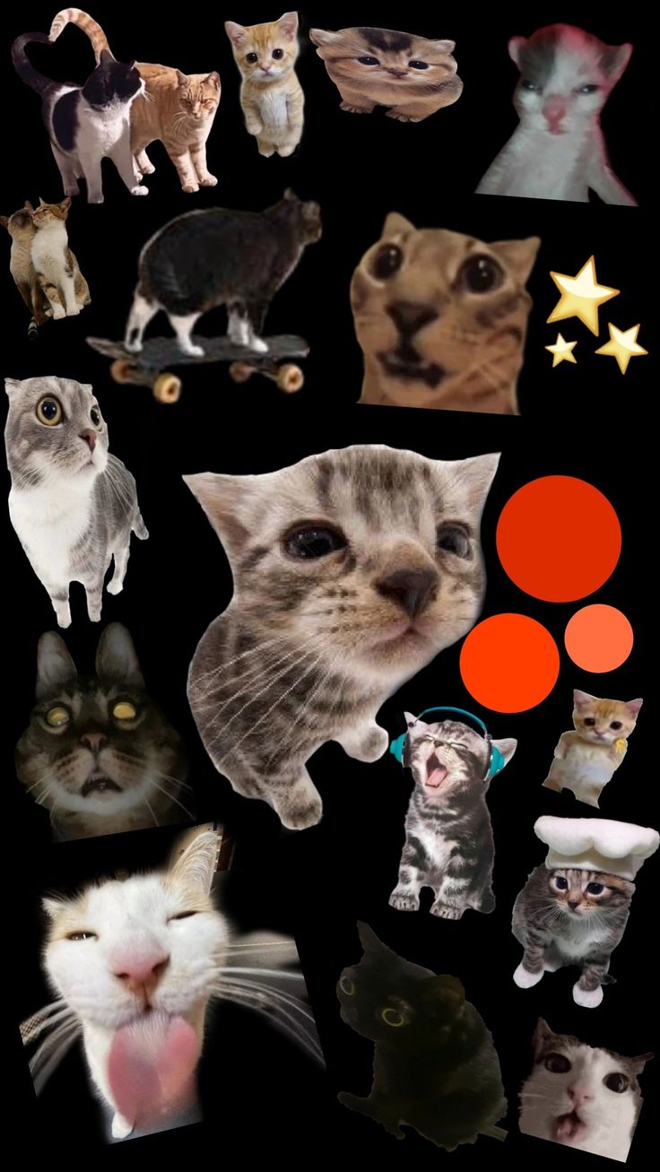 736x1307 Silly car wallpaper >.<