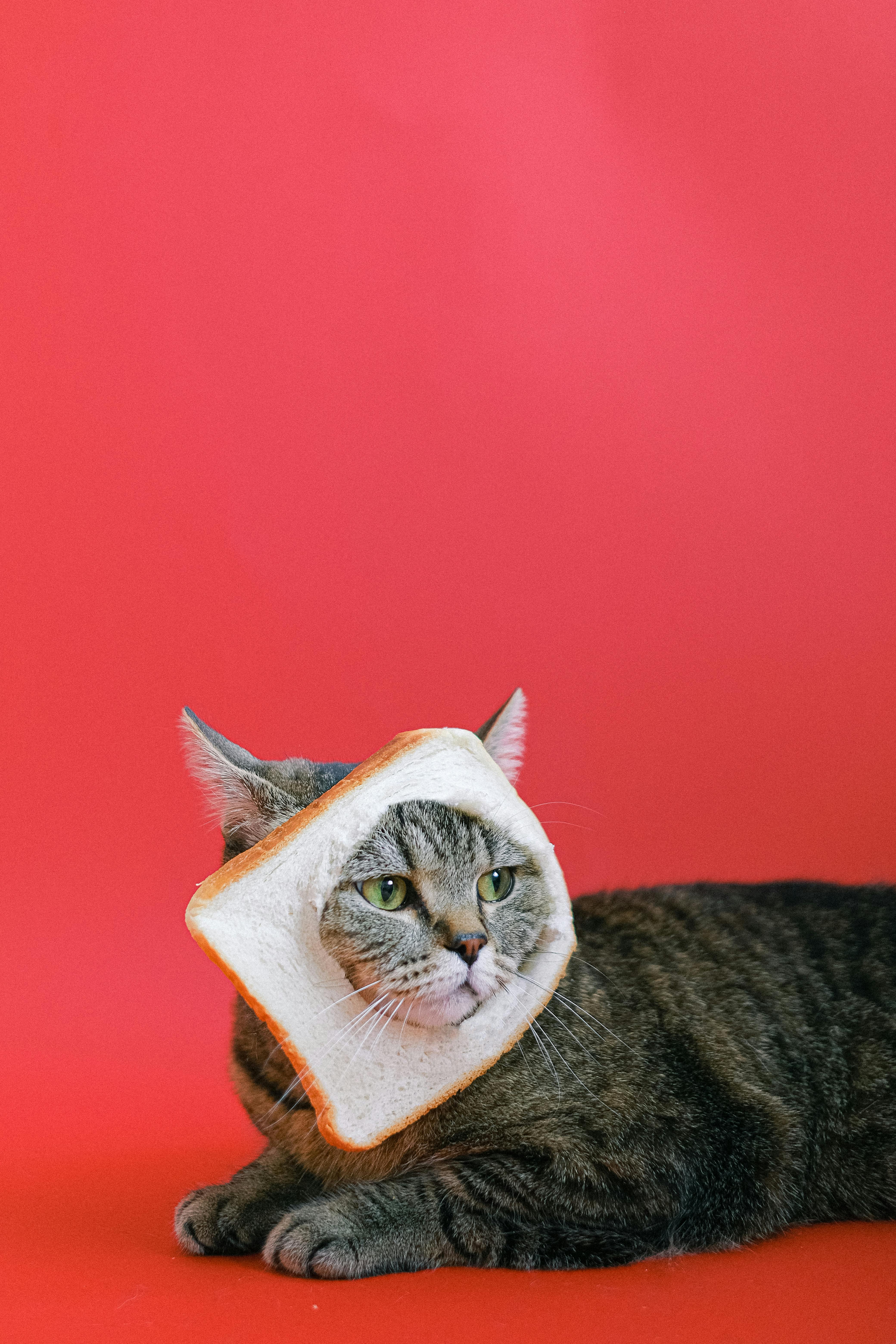 4160x6240 Funny Cat Photo, Download The BEST Free Funny Cat & HD Image