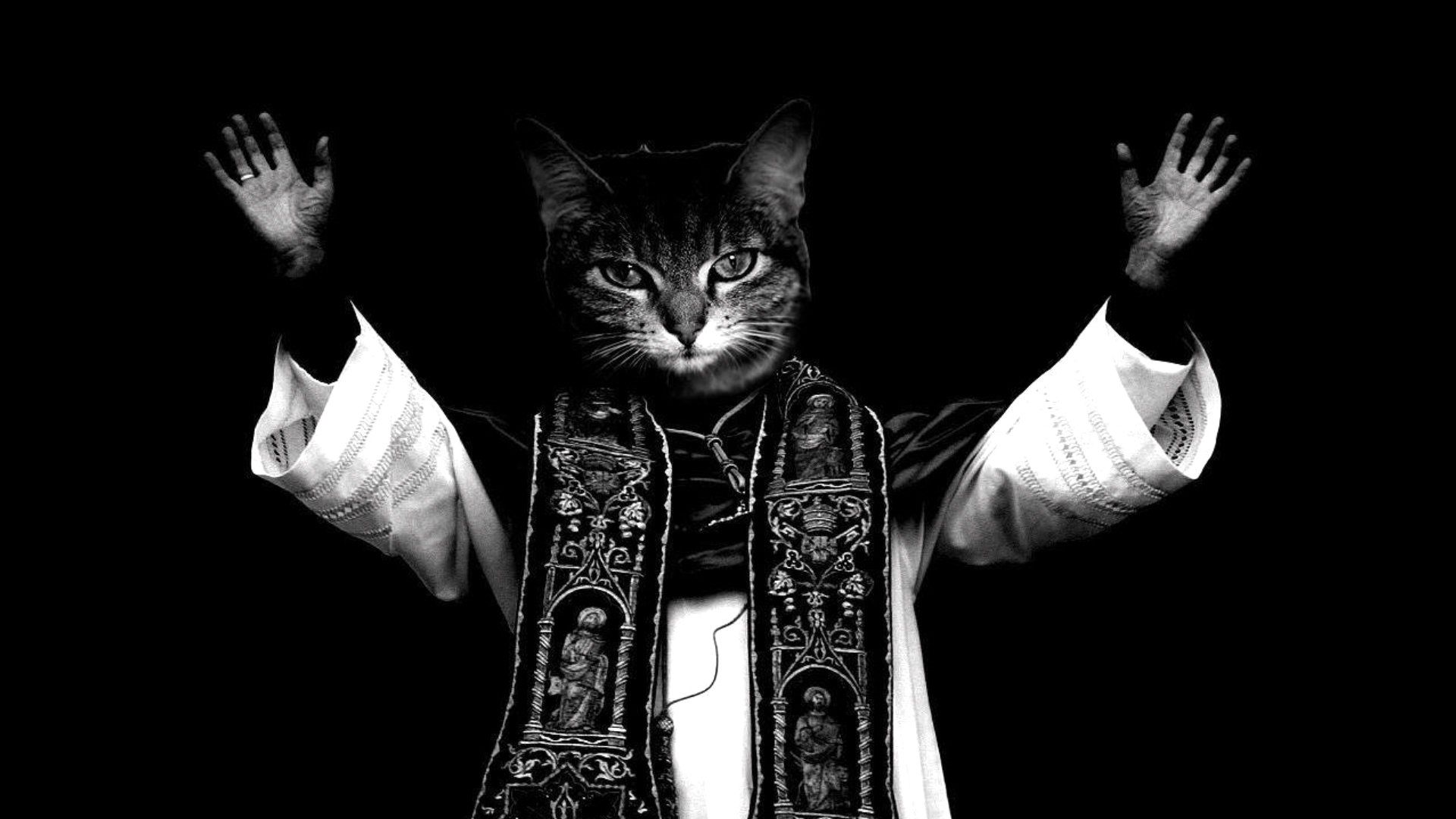 1920x1080 Download Funny Cat HD Wallpaper