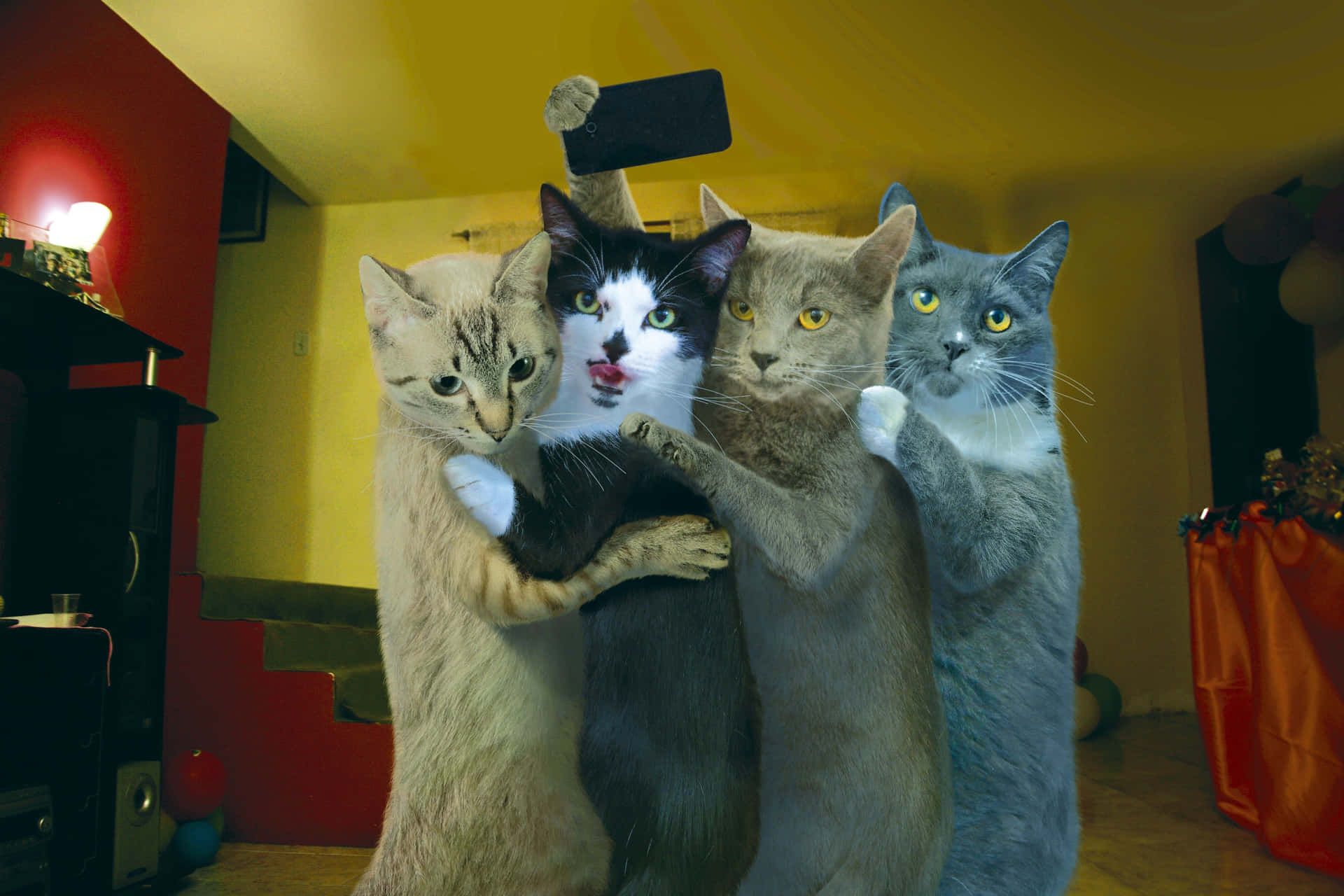 1920x1280 Funny Cat Picture
