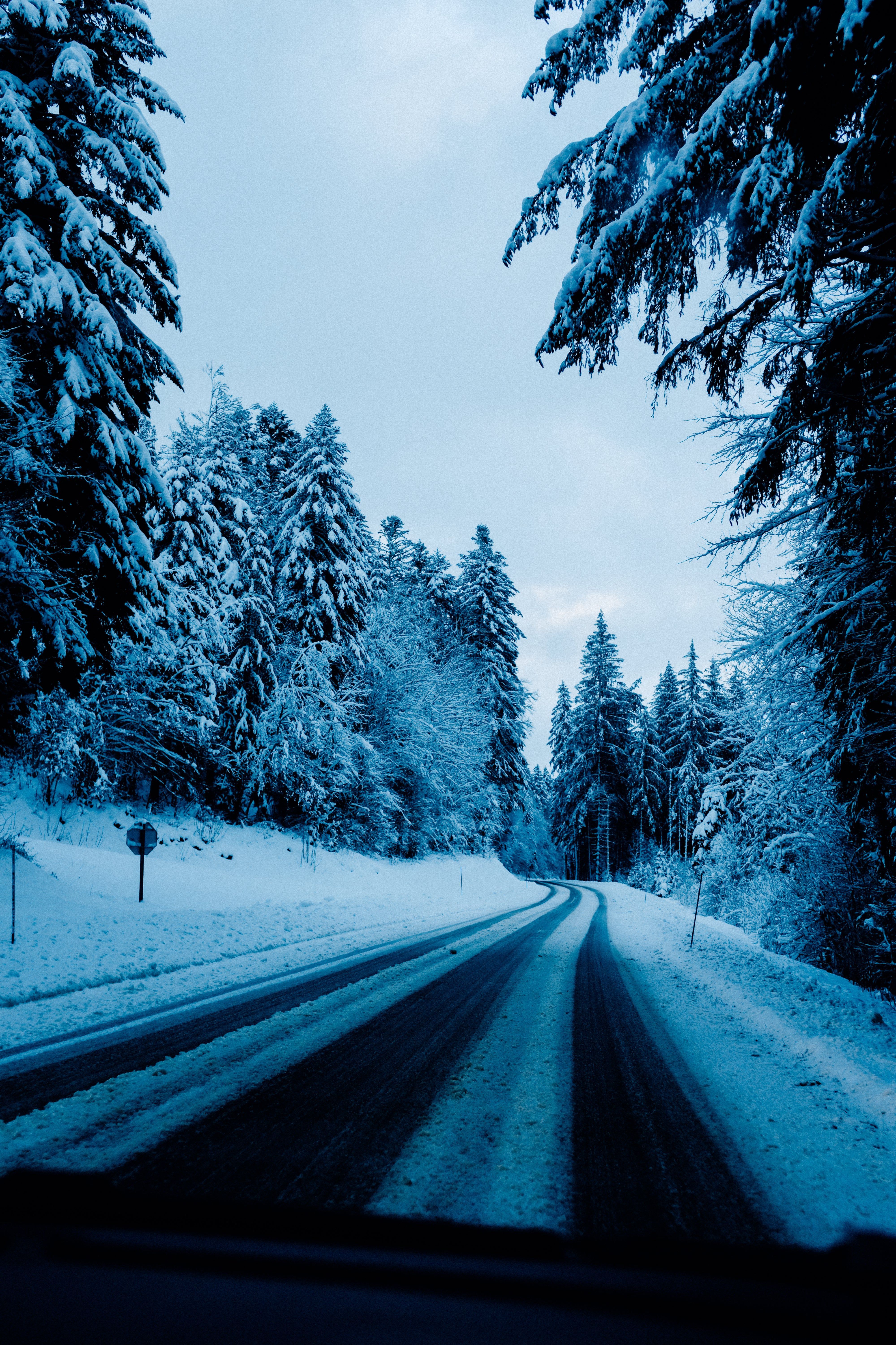 4000x6000 Snow Covered Trees Line A Snowy Road