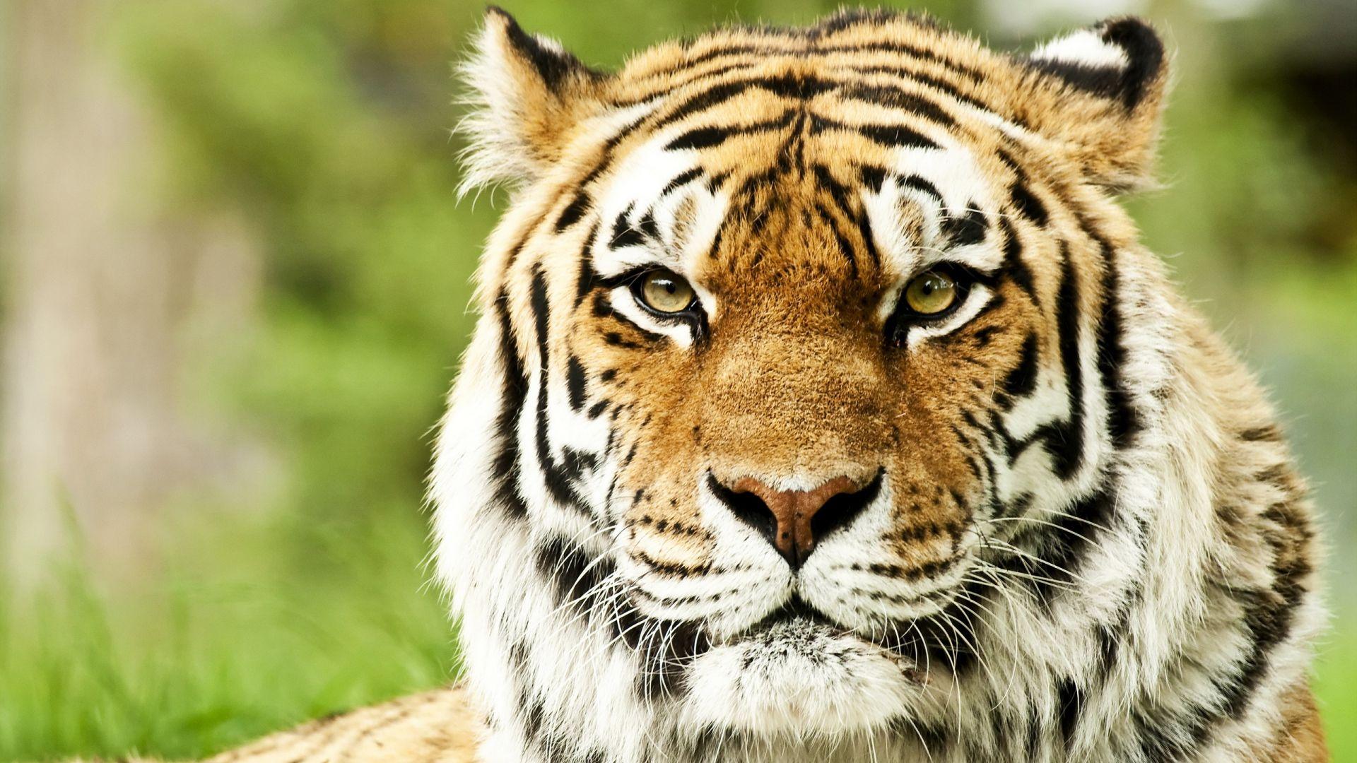 1920x1080 tiger wallpaper