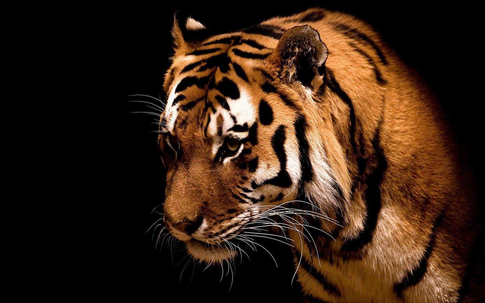 1680x1050 Bengal Tiger Photo