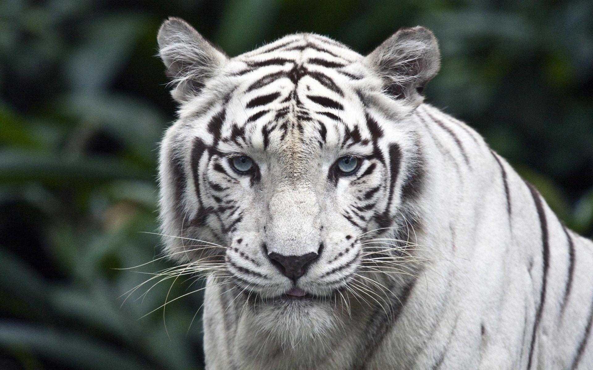 1920x1200 Tiger White Background Group (22)