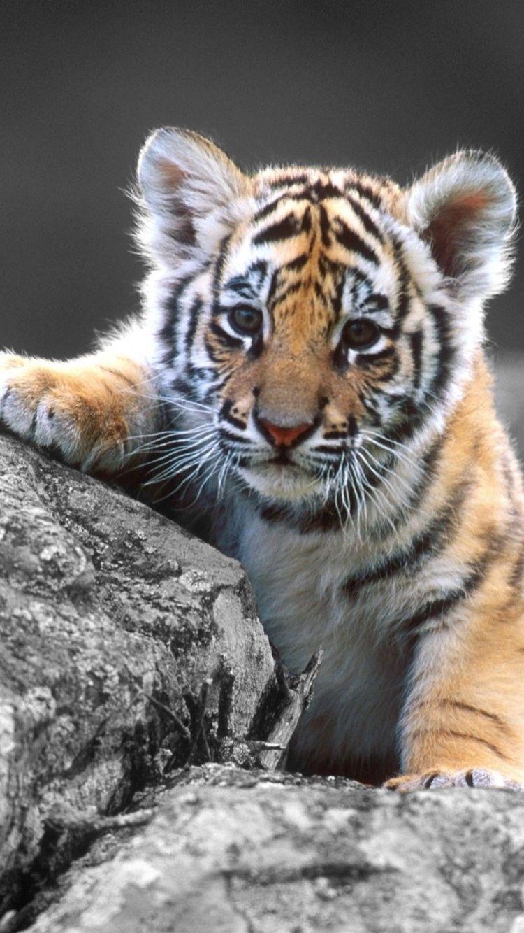 750x1334 Hipster Tiger iPhone Wallpaper