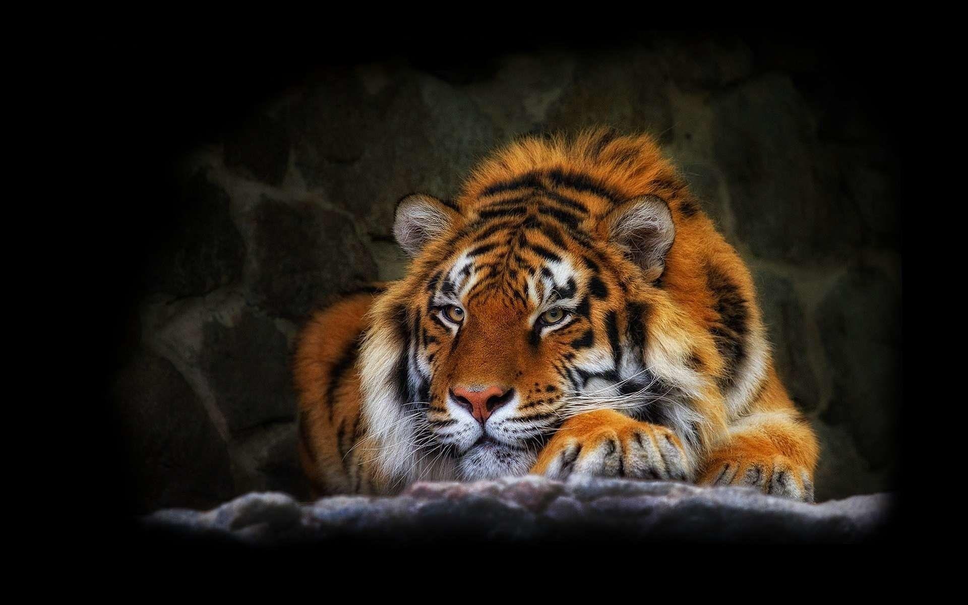 1920x1200 Tiger background picture