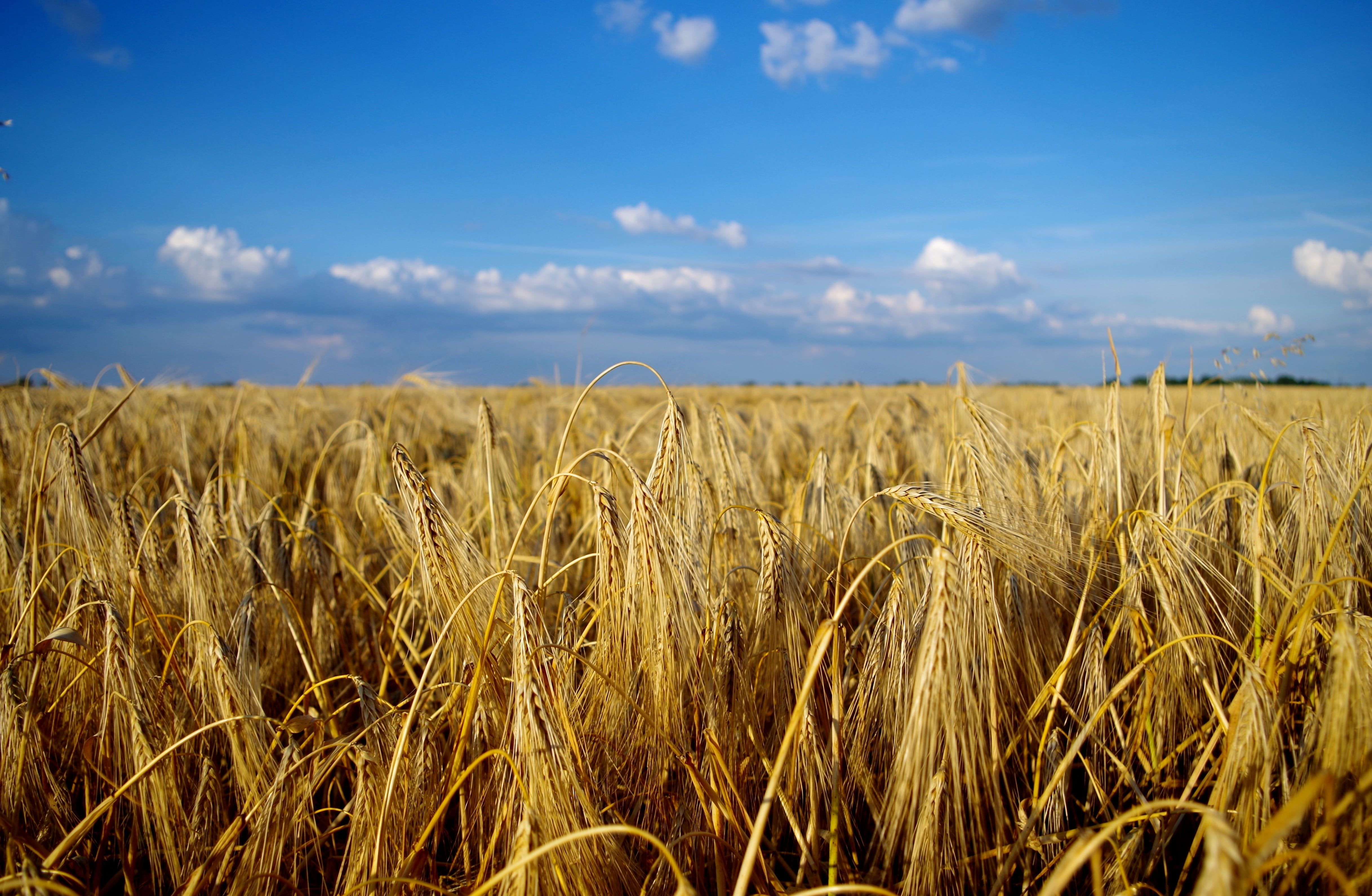 4871x3183 Field, wheat, summer, landscape, grain
