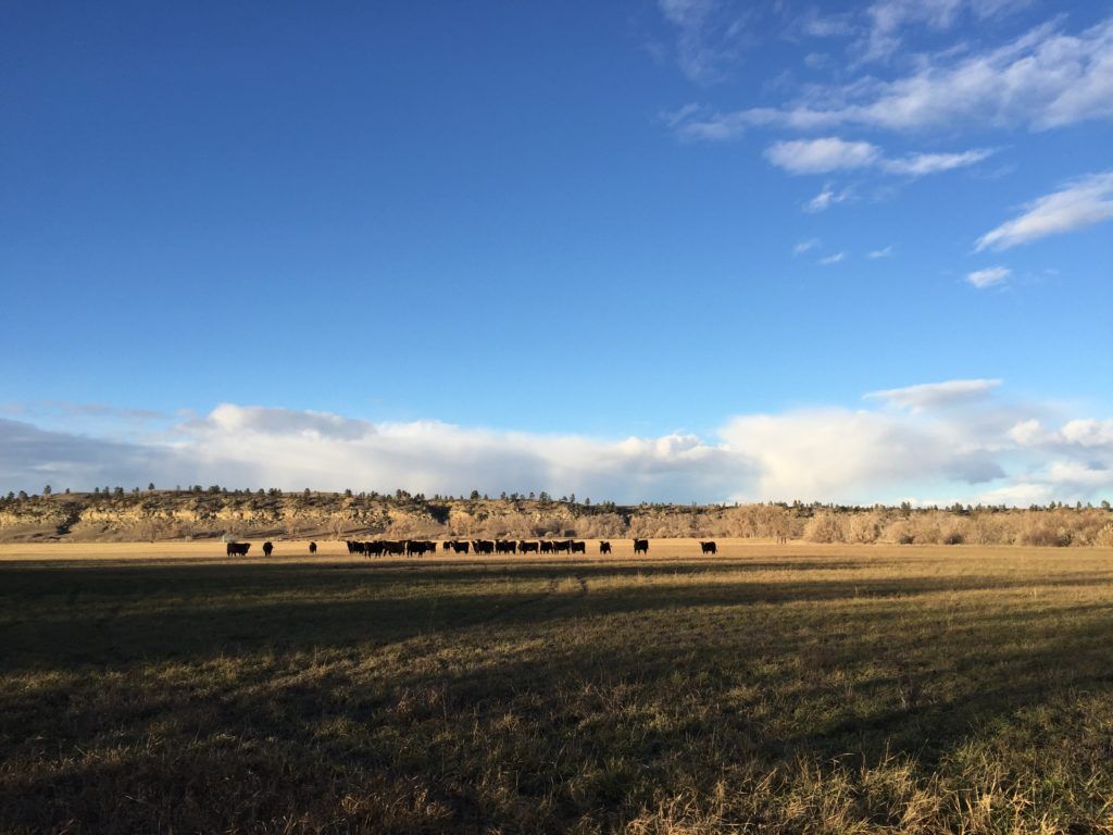 1024x768 Great Plains Regenerative Grazing