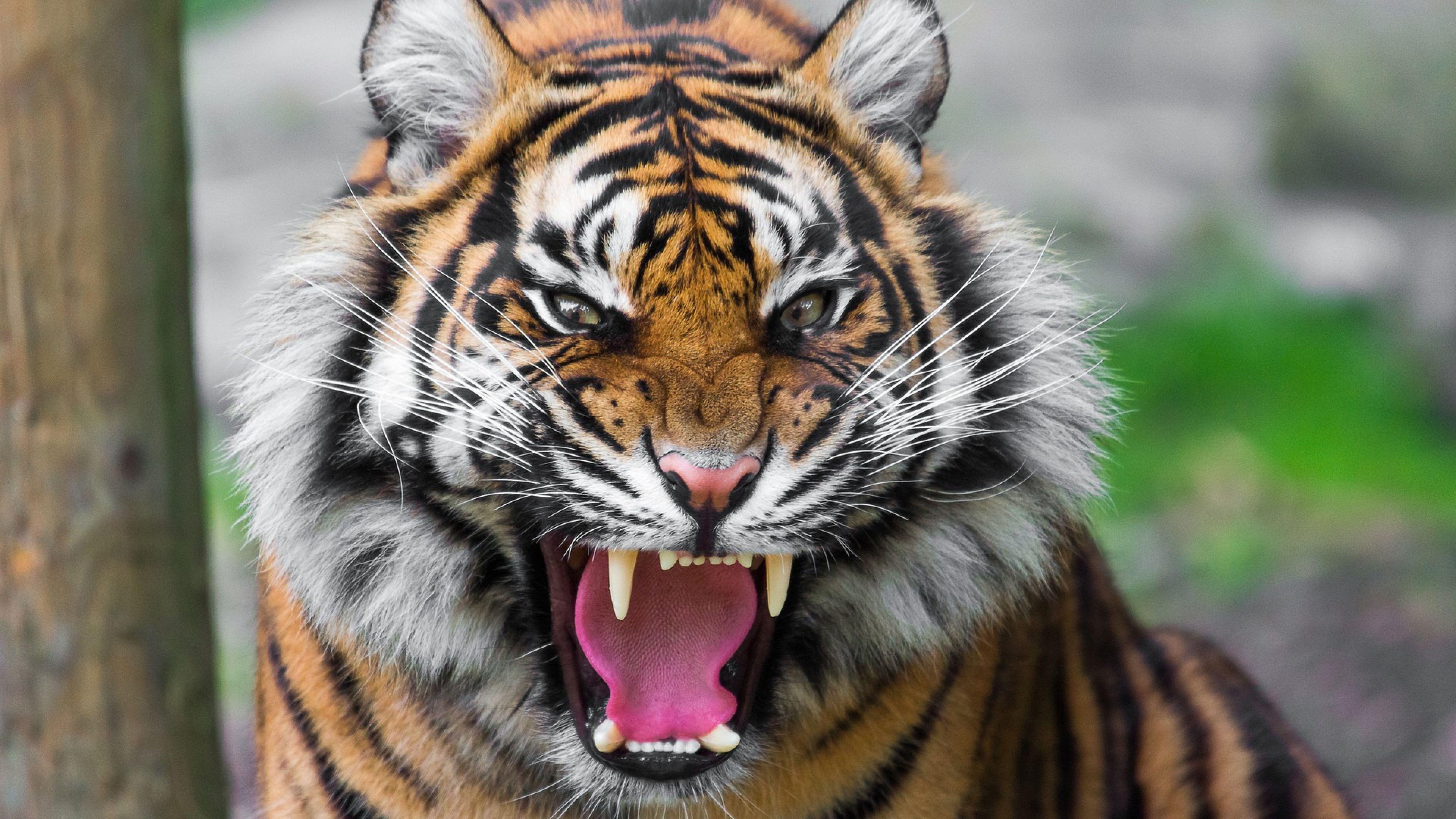 3840x2160 Tiger Picture, Awesome 42 Tiger Wallpaper. HD Pics IE.W