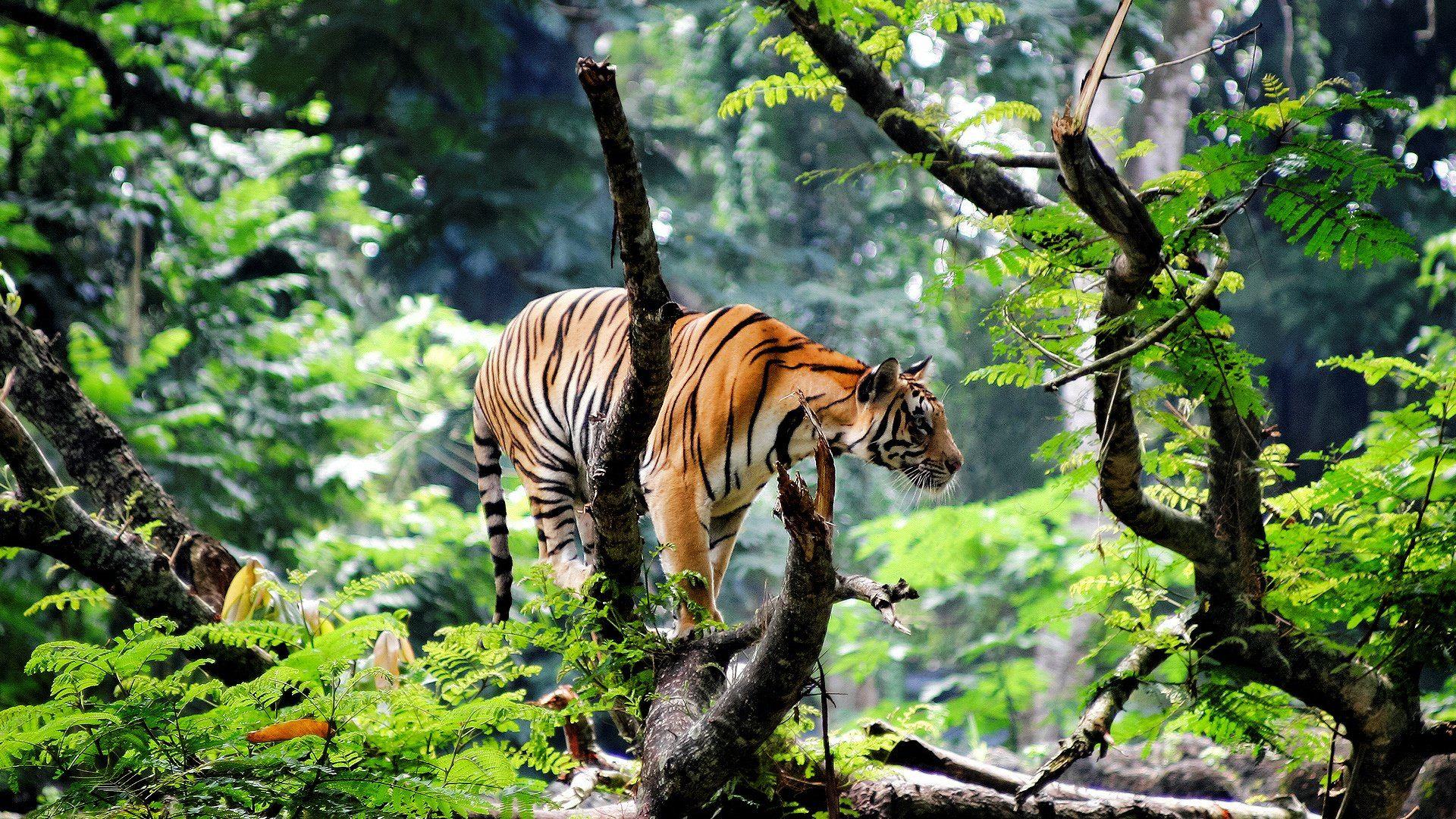 1920x1080 Wallpaper Hipster Tiger Enam Wallpaper
