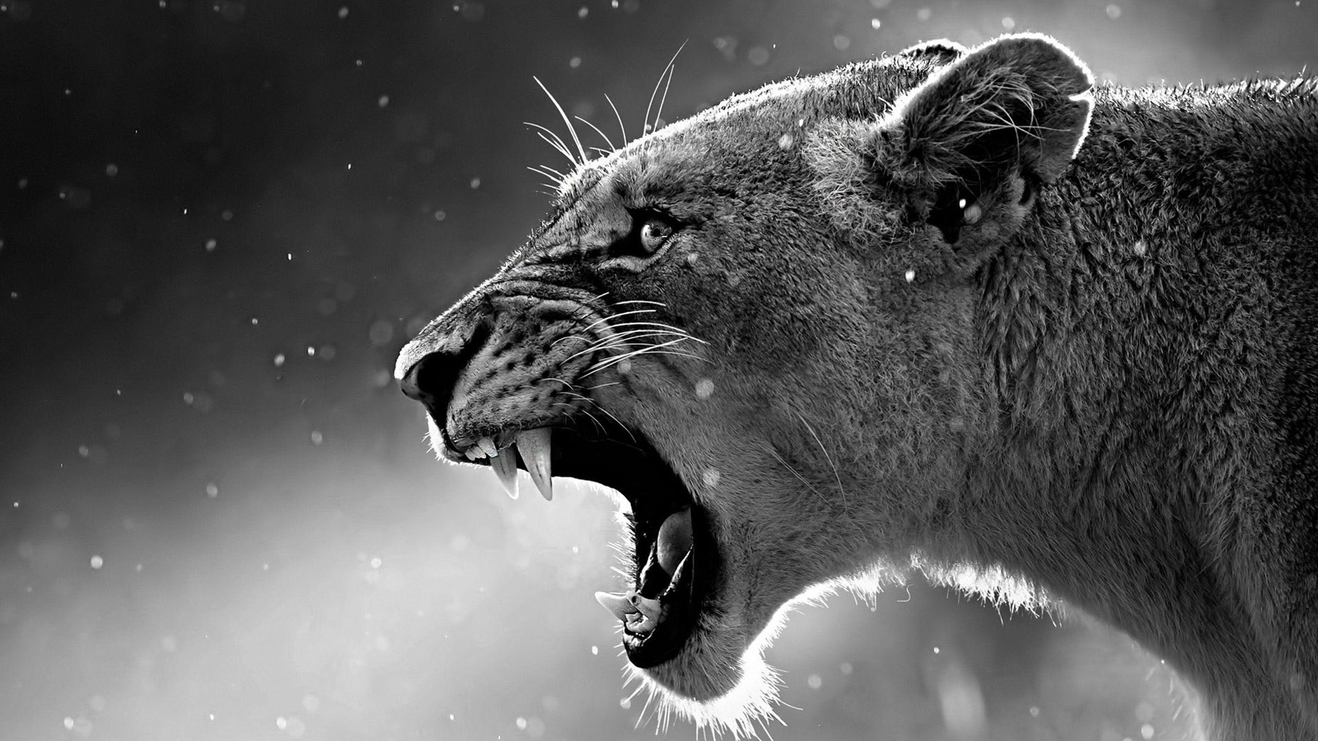 2560x1440 Lion Art Best Wallpaper 20210