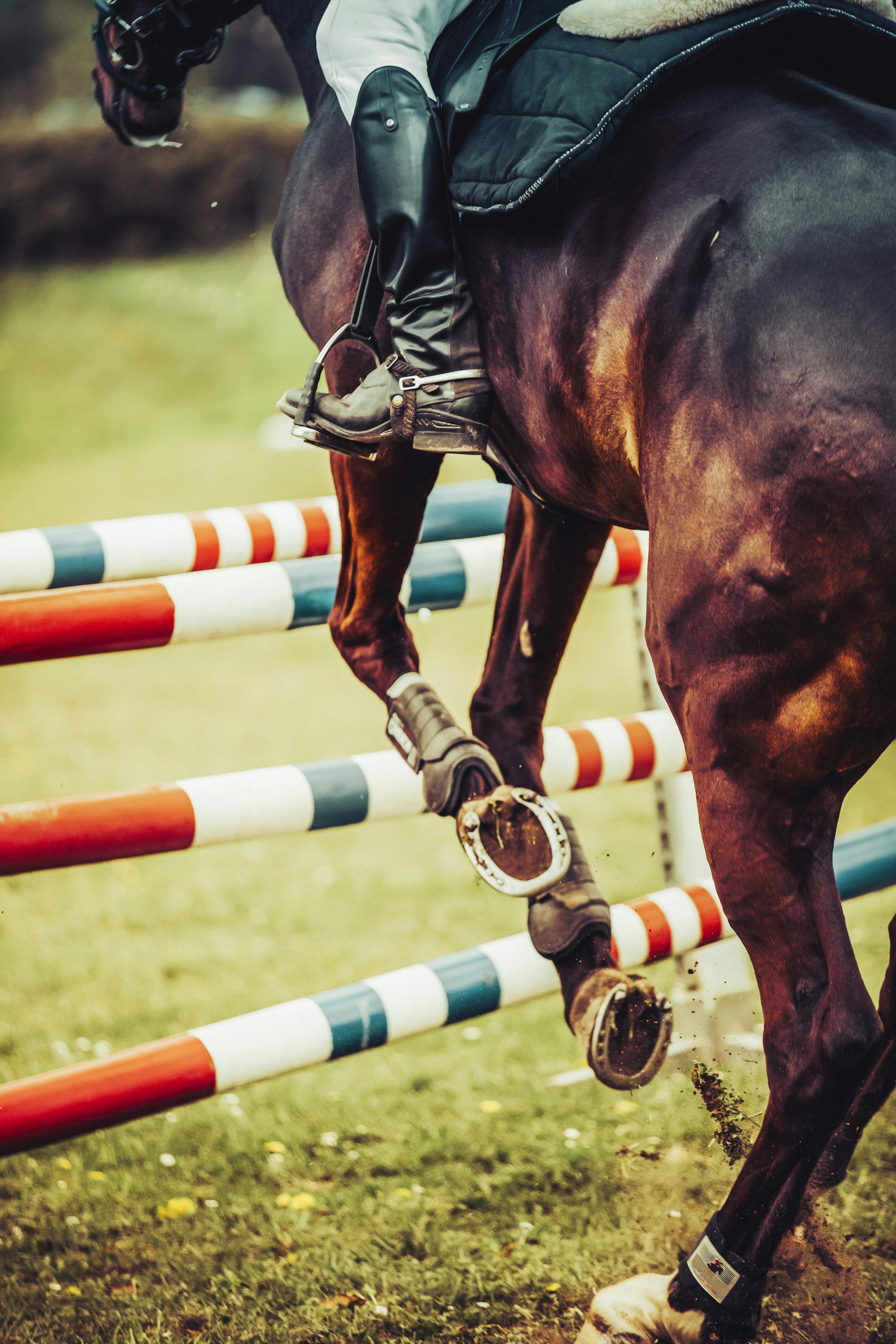 3000x4501 Jumping Horse Picture. Download Free
