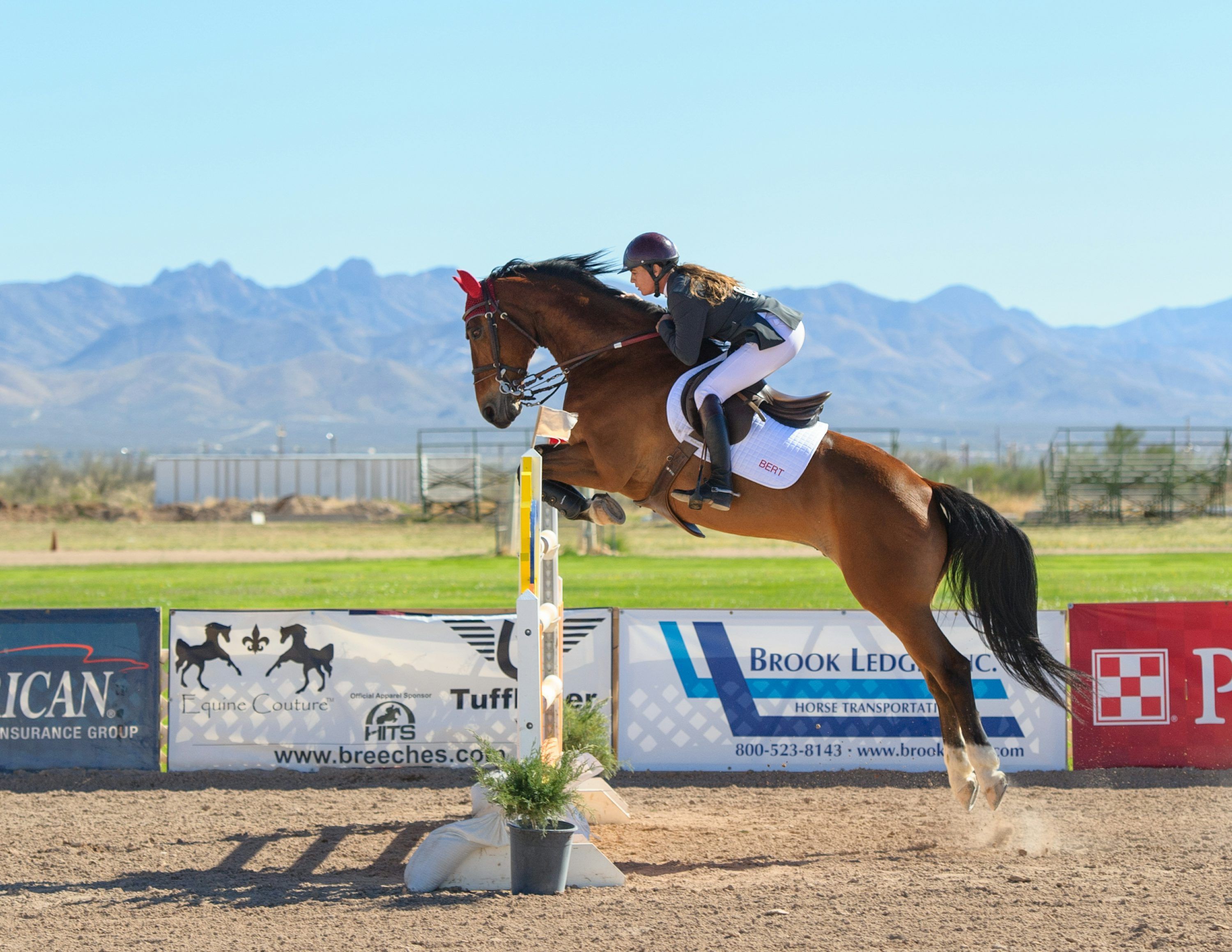 3000x2318 Jumping Horse Picture. Download Free