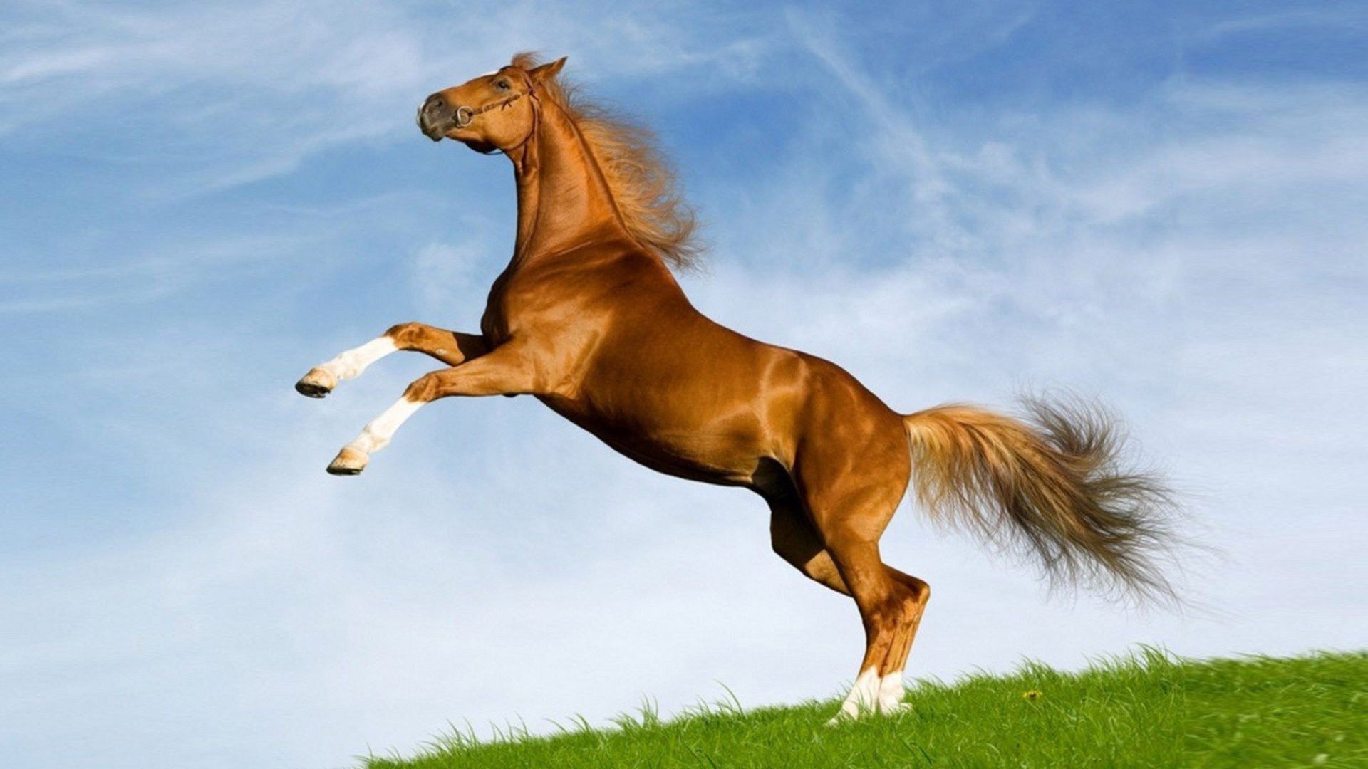 1920x1080 Horse Wallpaper