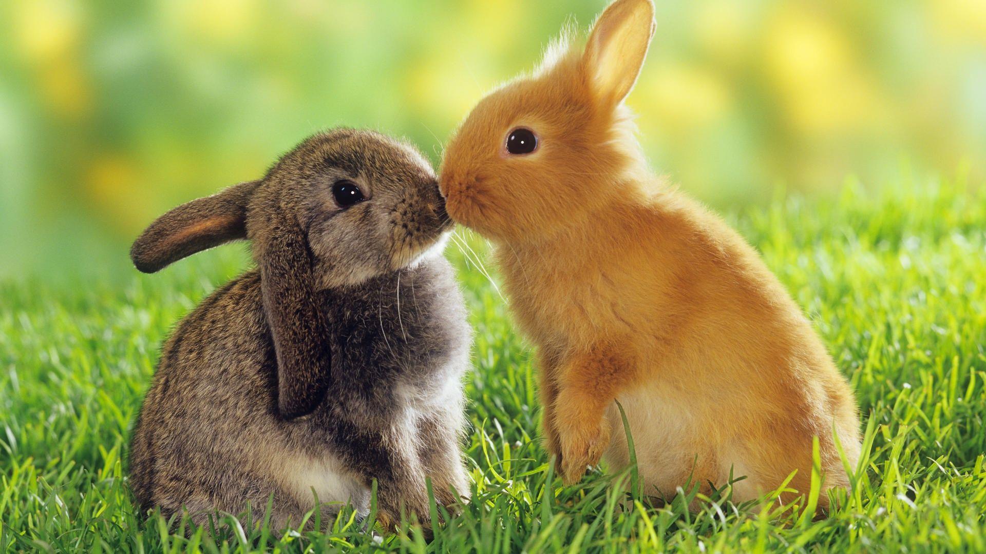 1920x1080 Just some cute animal wallpaper