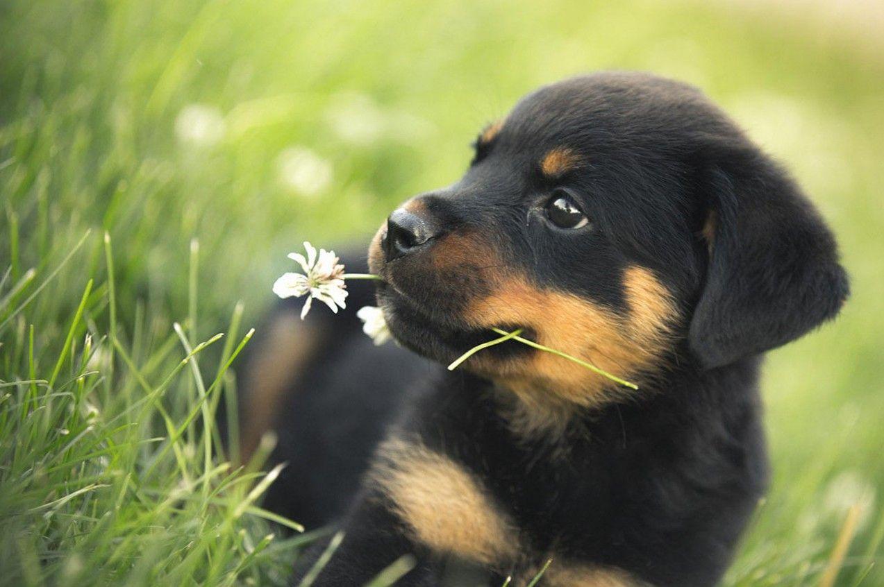 1273x846 Cute Animal Wallpaper, Puffy, Pet Image, Best Friends