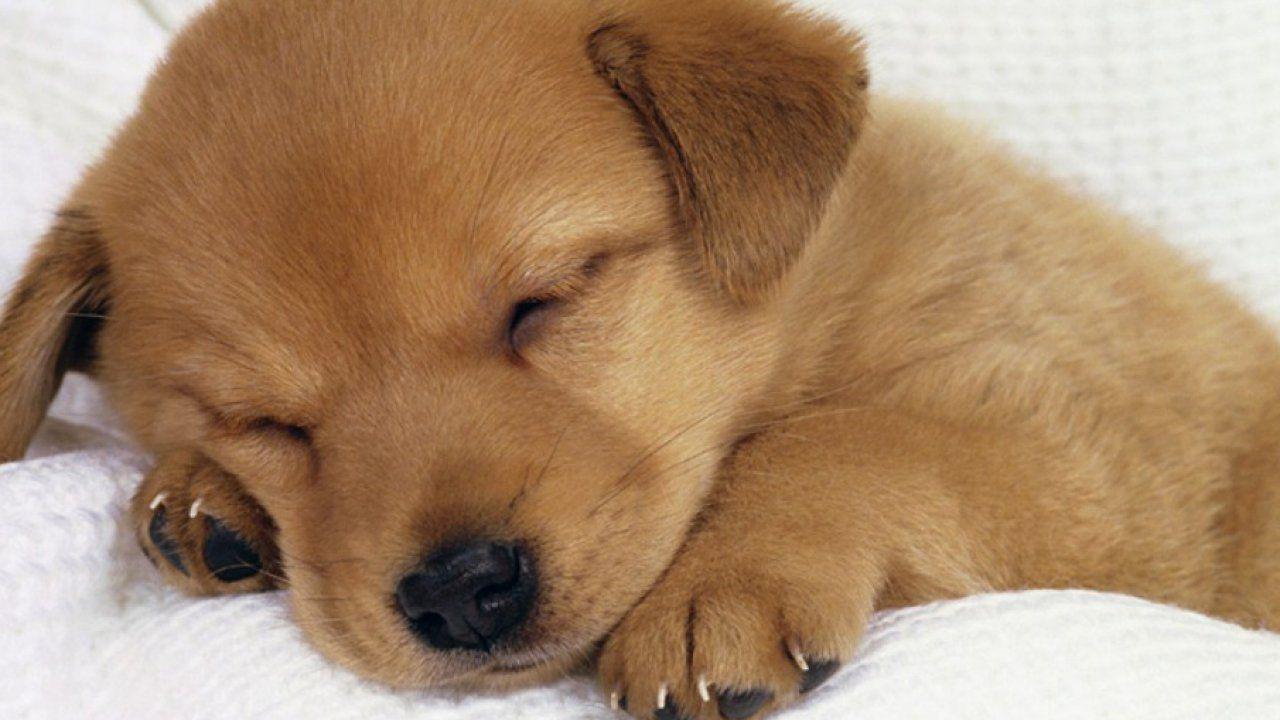 1280x720 Cute Animal Wallpaper, HD Wild Life Photo, Pet Image