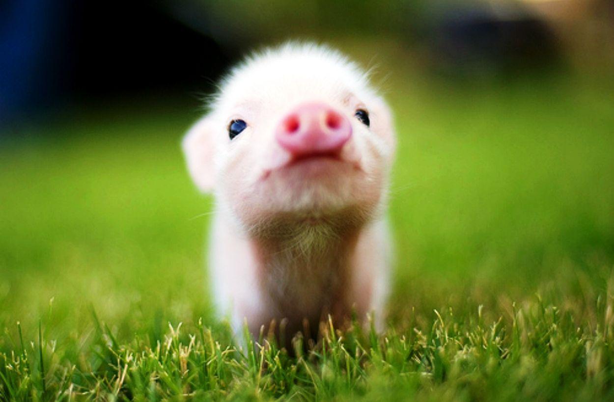 1250x819 Computer Cute Animal Wallpaper, DeskBackground 1250x819