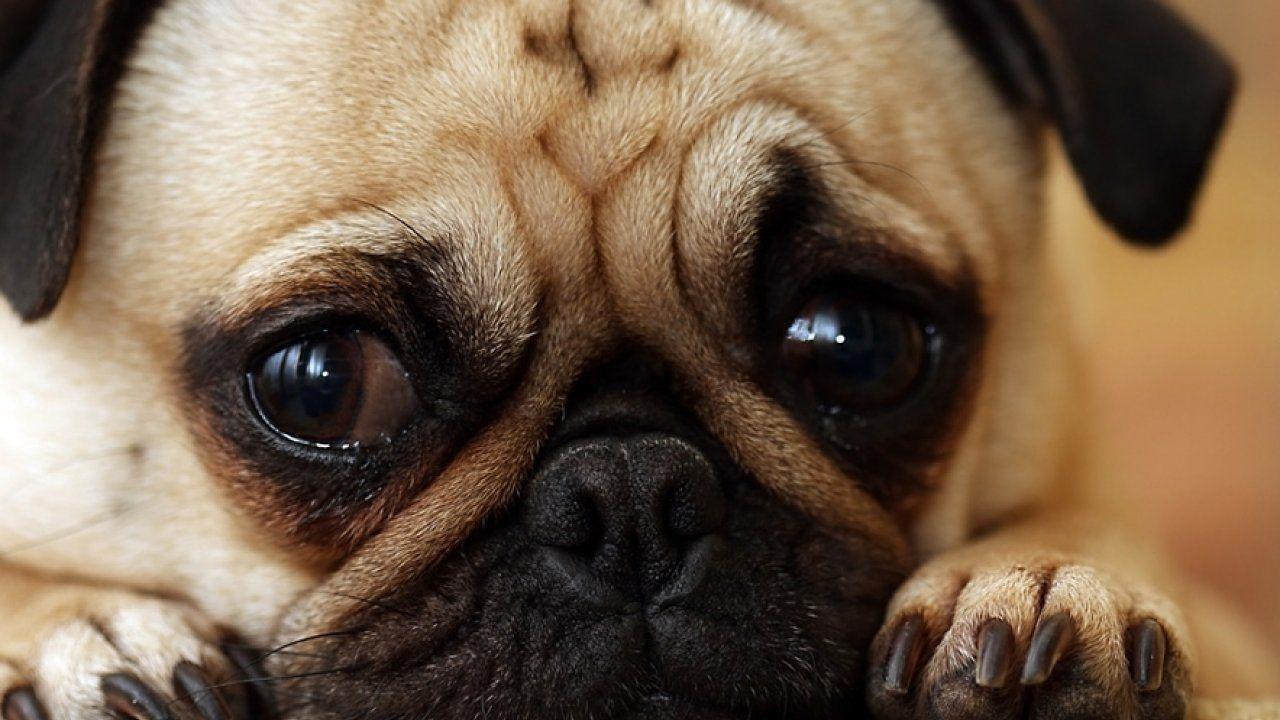 1280x720 Cute Animal Wallpaper, HD Wild Life Photo, Pet Image