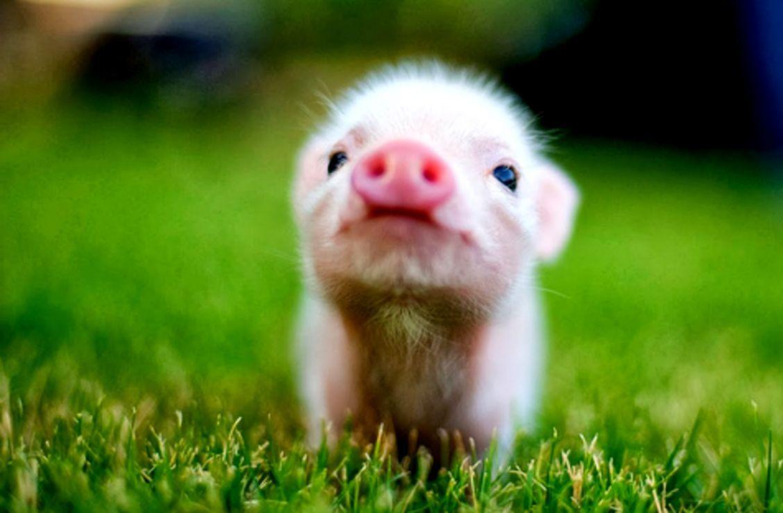 1128x740 Cute Baby Animal Wallpaper