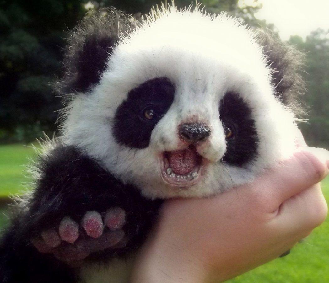 1048x902 Cute Animal Wallpaper HD Wild Life Photo Best Friends High