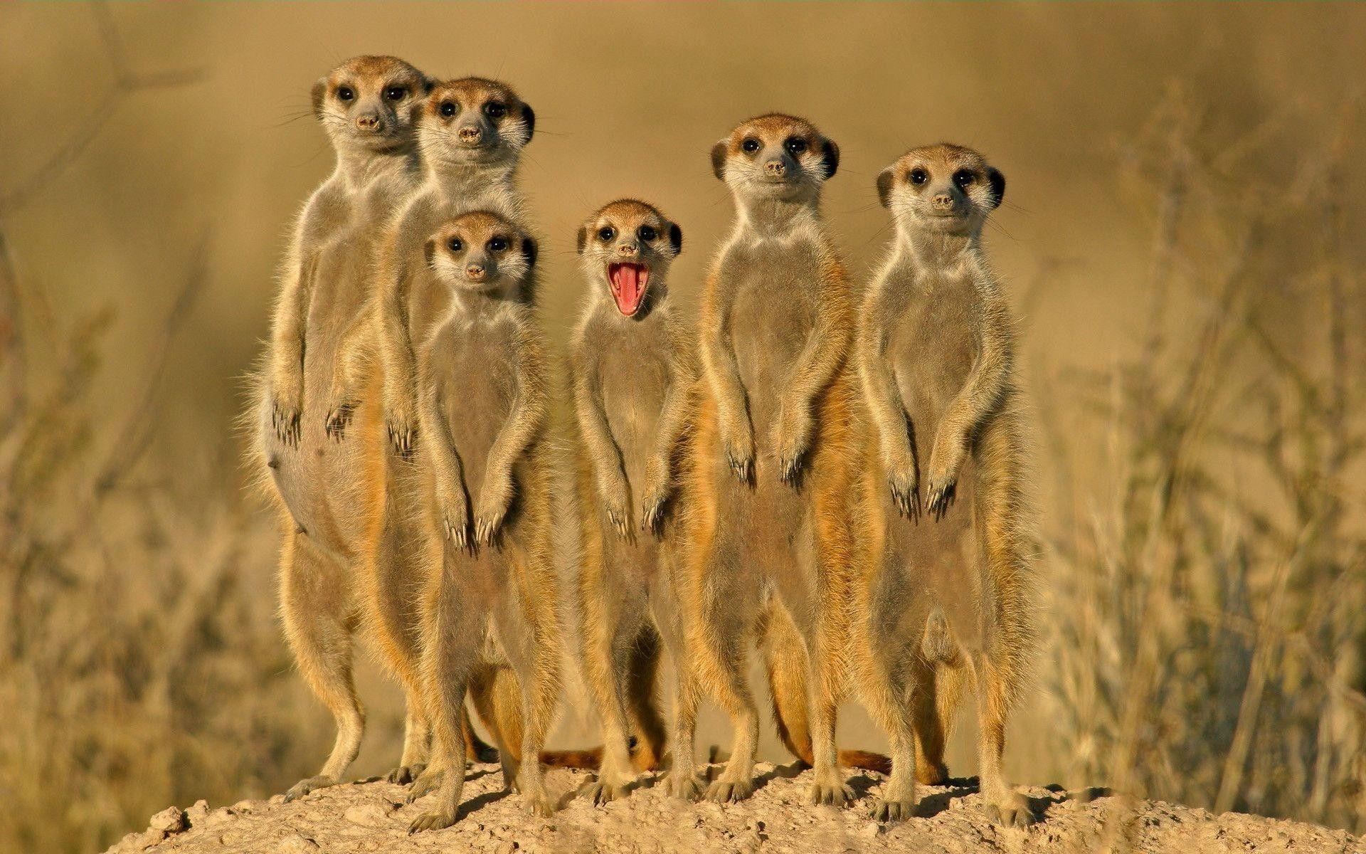 1920x1200 Animals Desktop Wallpaper